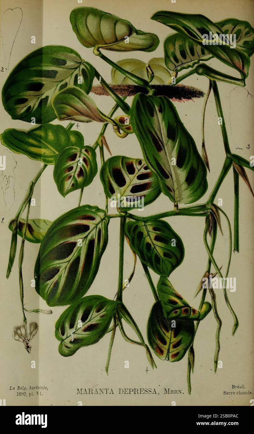 Belgique horticole. Lüttich, Botanik, Gartenbau, Zeitschriften, Pflanzen Stockfoto