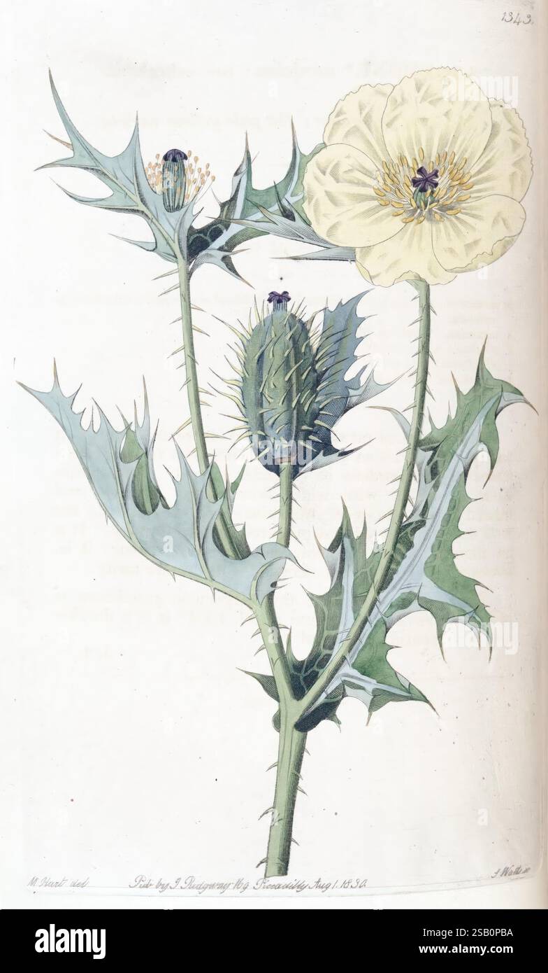 Edwards's Botanical Register, London, James Ridgway, 1829-1847, 1829, 19. Jahrhundert, botanische Illustration, Botanik, Kupferstich, England, Gravuren, Grafikmedien, Großbritannien, handkoloriert, Ikonen, Zeitschriften, Bildwerke, Pflanzeneinführungen, Zierpflanzen, 12, Art, Eine botanische Illustration zeigt eine blühende Pflanze mit auffälligen großen blassgelben Blüten. Die Pflanze zeichnet sich durch ihre scharfen, stacheligen Blätter und hervorstehenden Dornen aus. In der Bildmitte ist eine markante grüne Samenkapsel zu sehen, die die strukturierte Oberfläche und das stachelige Äußere zeigt. Empfindlich d Stockfoto