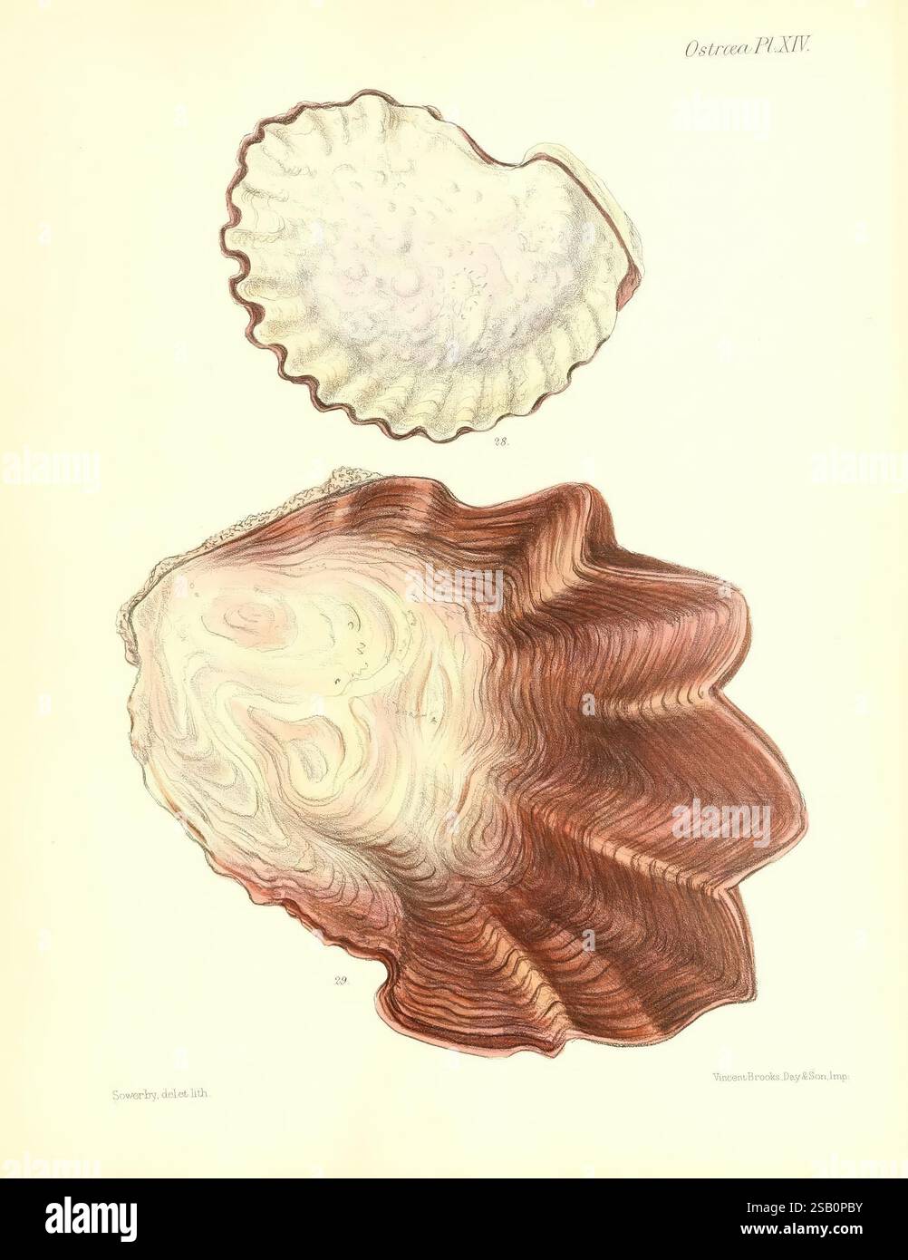 Conchologia iconica oder Illustrationen of the Muscheln of Molluscous Animals, London, Reeve, Brothers, 1843-1878, Mollusken, Bildwerke, Muscheln Stockfoto