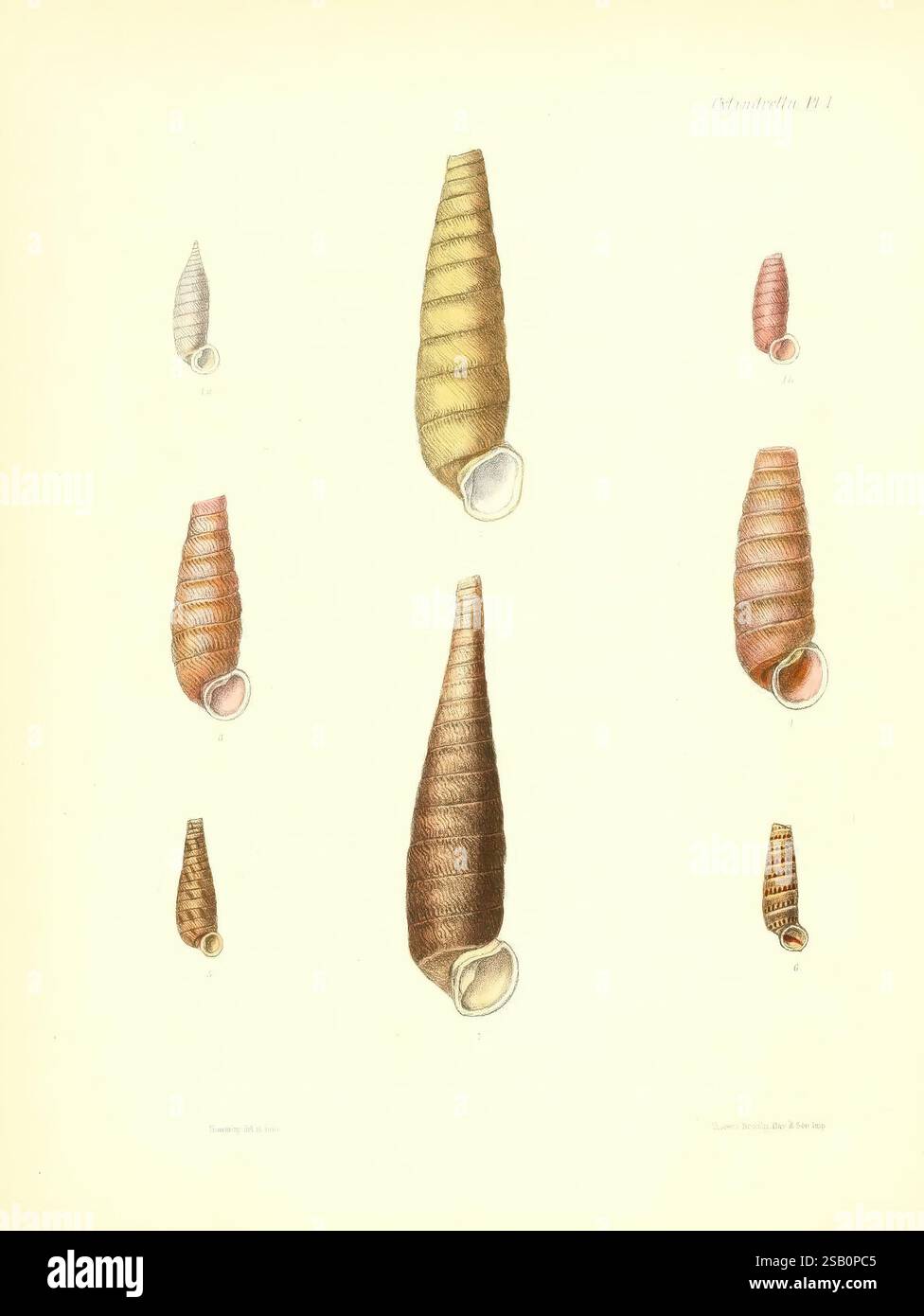 Conchologia Iconica oder Illustrations of the Muscheln of Molluscous Animals, London, Reeve, Brothers, 1843-1878, Mollusken, Bildwerke, Muscheln Stockfoto