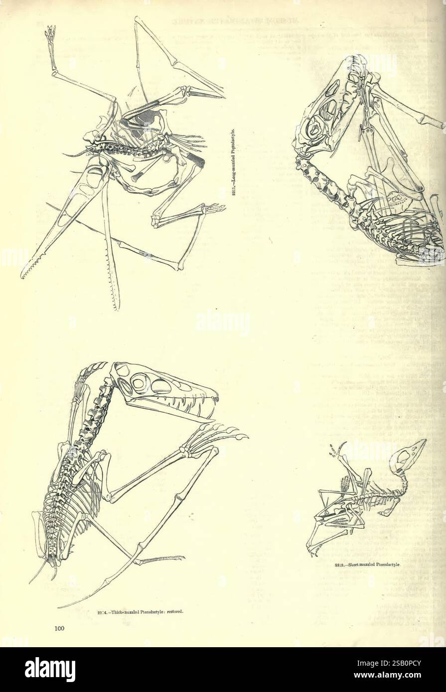 Das Bildermuseum der animierten Natur London, C. Cox, [1844?], Zoologie, Bildwerke Stockfoto
