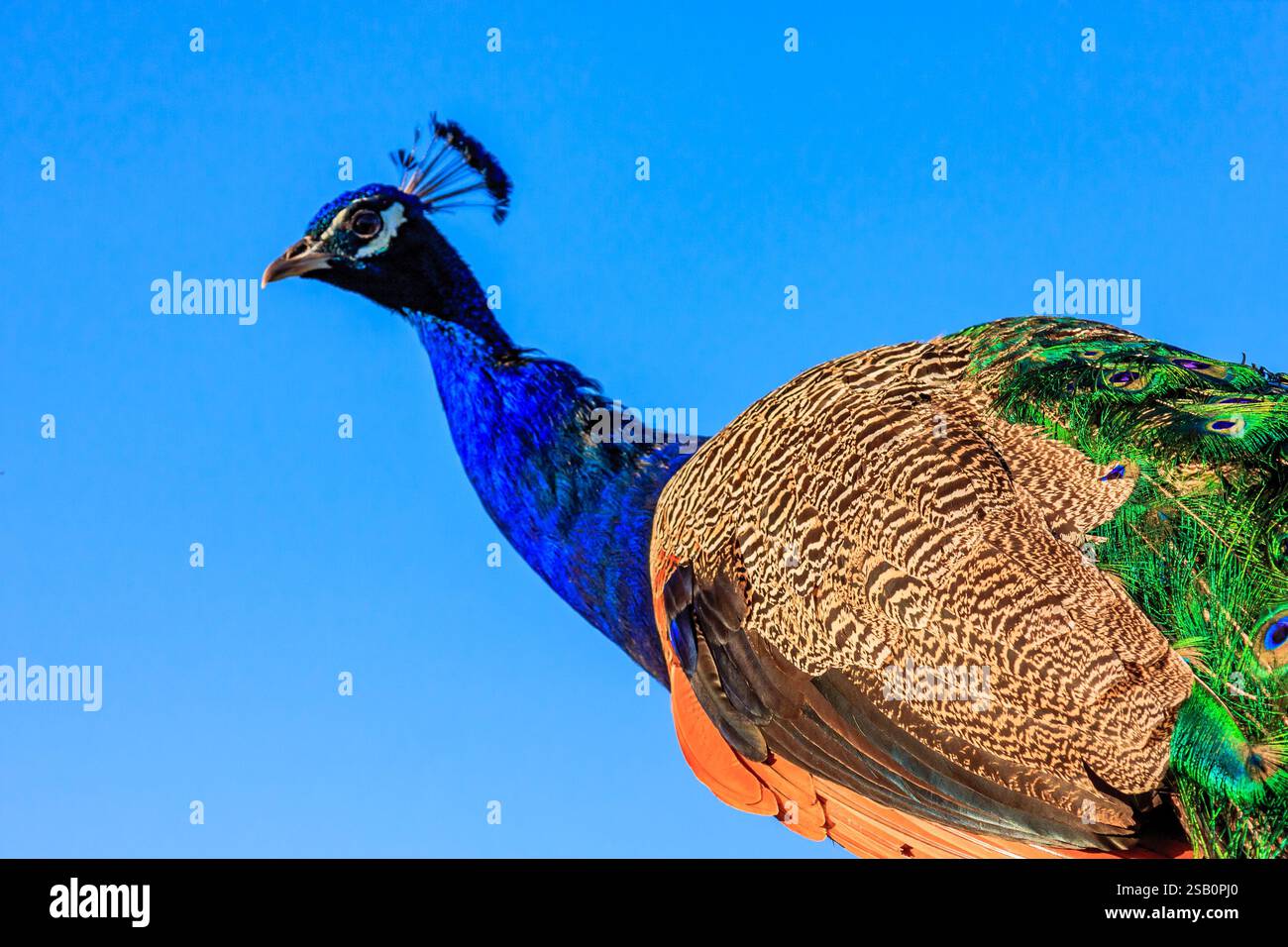Ein blauer und grüner Pfau steht auf einem blauen Himmel. Der Vogel hat ein wunderschönes und majestätisches Aussehen Stockfoto