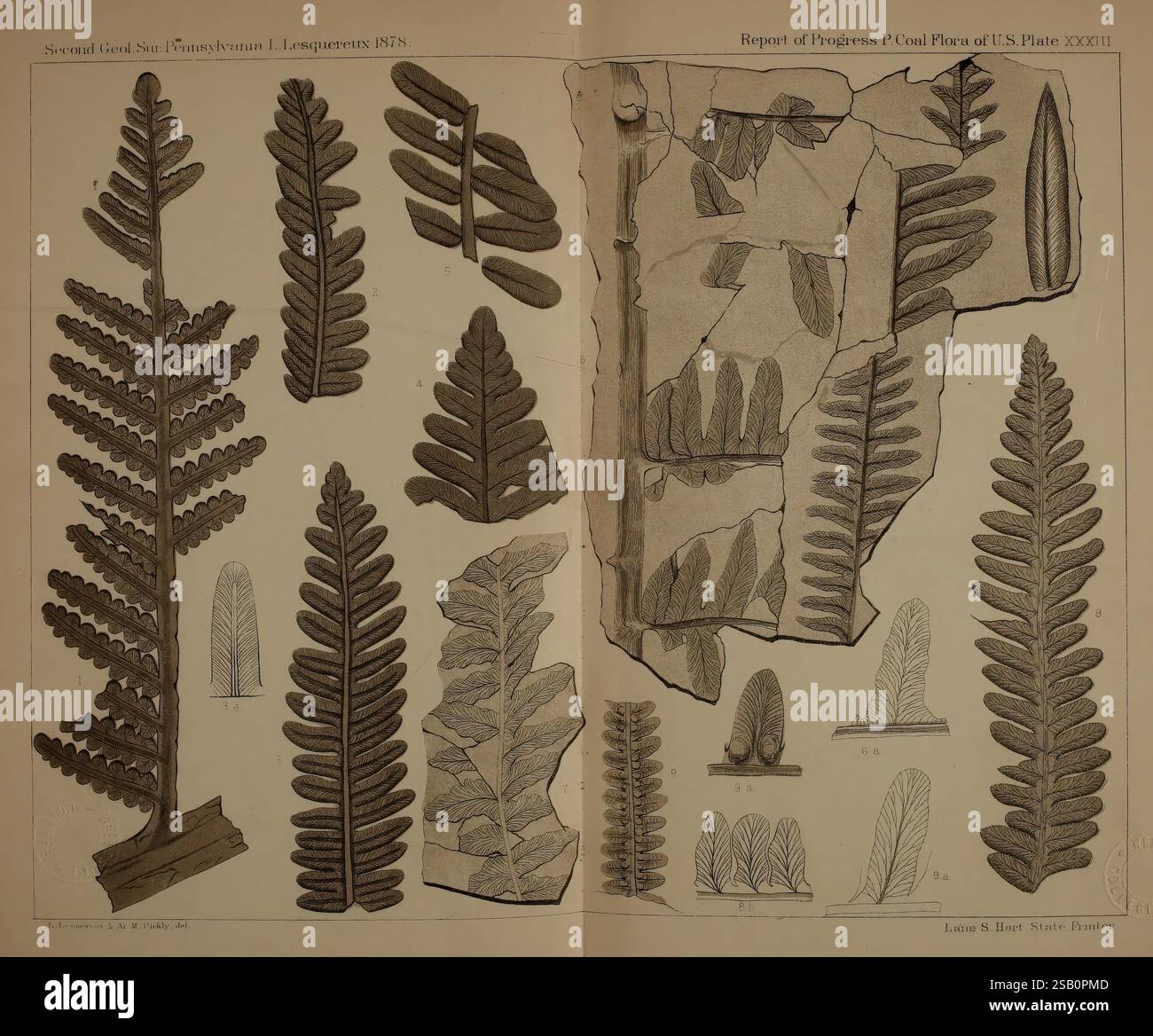 Beschreibung der Kohleflora der Karbonformation in Pennsylvania und in den Vereinigten Staaten Harrisburg, Board of Commissioners for the Second Geological Survey, 1879-84 Plants, Pennsylvania, Botanik, Fossils, Karbon, Paläobotanik, Fossiliengeschichten, die Szene zeigt eine Sammlung detaillierter botanischer Illustrationen, die verschiedene Farnarten zeigen. Jede Illustration zeigt komplexe Blattstrukturen und Muster, die die Einzigartigkeit jedes Typs betonen. Einige Farne sind mit verlängerten, sich verjüngenden Fronten dargestellt, während andere breitere, abgerundete Blattformen aufweisen. Die arra Stockfoto