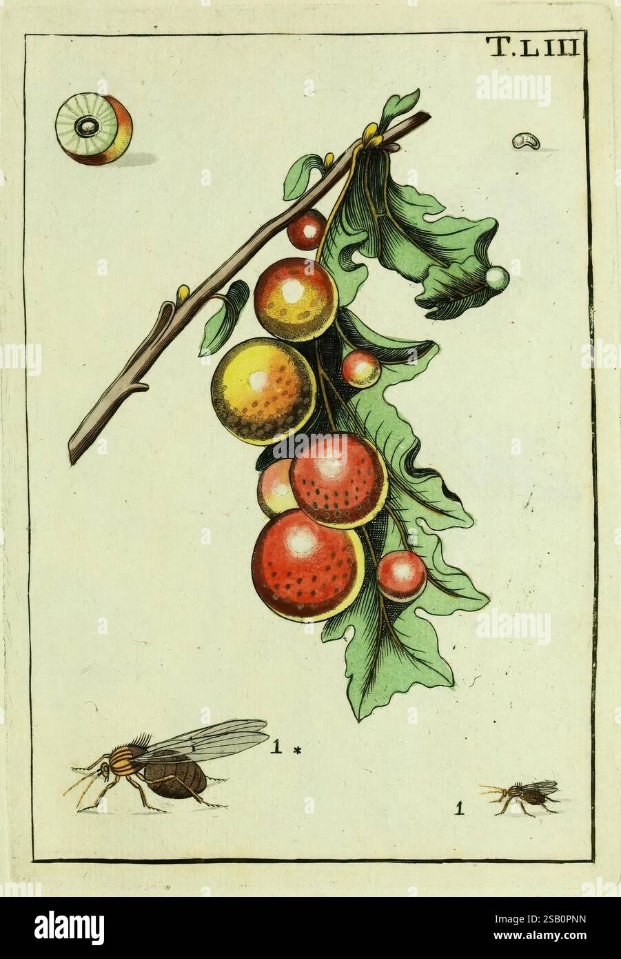 Naturgeschichte, Klassifikation und Nomenclatur der Insekten vom Bienen, Wespen und Ameisengeschlecht, Frankfurt am Main, in der Hermannischen Buchhandlung,1791, Klassifikation, Ohrenarbeiten, Hymenoptera, Insekten, malerische Werke, Eine botanische Illustration, die einen Zweig mit leuchtenden roten und gelben Früchten zeigt, die wahrscheinlich eine Baum- oder Strauchart darstellen. Das Laub weist unterschiedliche Blätter auf, die durch gezackte Kanten gekennzeichnet sind. Neben dem Ast sind zwei Insektendarstellungen zu sehen: Die eine ähnelt einer Fliege und die andere, die oben sichtbar ist, eine kugelartige Struktur. Die Abbildung ist nummeriert Stockfoto