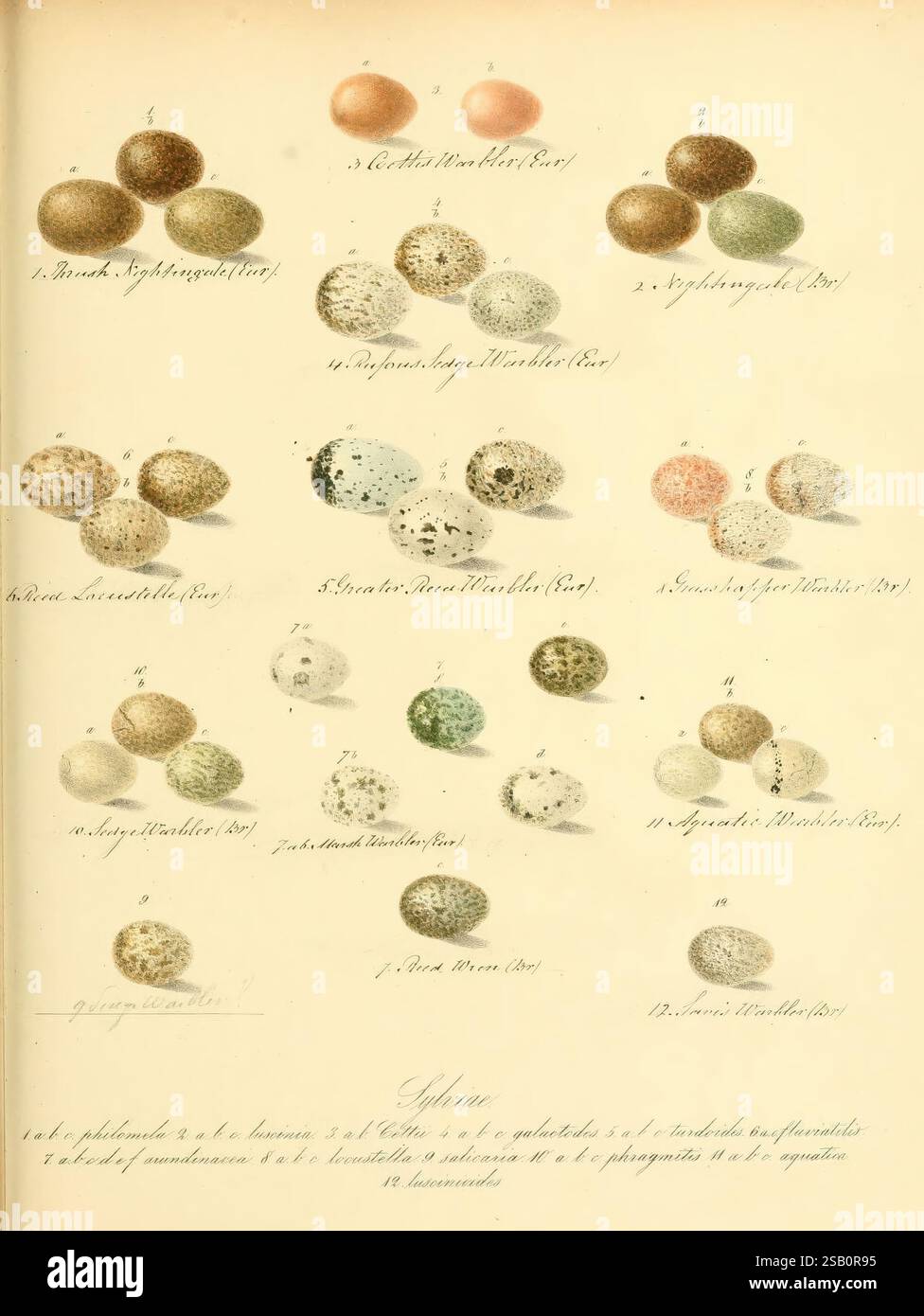 Zur Fortpflanzungsgeschichte der gesammten Vögel Dresden, [1856?] Vögel, Bildwerke, Reproduktion, Eier, ausgezeichnet, eine Reihe von elegant angeordneten Illustrationen, die verschiedene Vogeleier zeigen, die jeweils mit ihrer jeweiligen Art gekennzeichnet sind. Das Display zeigt eine detaillierte Darstellung der Formen und Texturen der Eier, die ihre einzigartige Färbung und Fleckmuster betonen. Jedes Ei ist nummeriert und mit wissenschaftlichen Bezeichnungen versehen, die die Vielfalt der Vogelvermehrung veranschaulichen. Das Layout spiegelt eine akribische Untersuchung der Ornithologie wider und bietet den Zuschauern eine ästhetische App Stockfoto