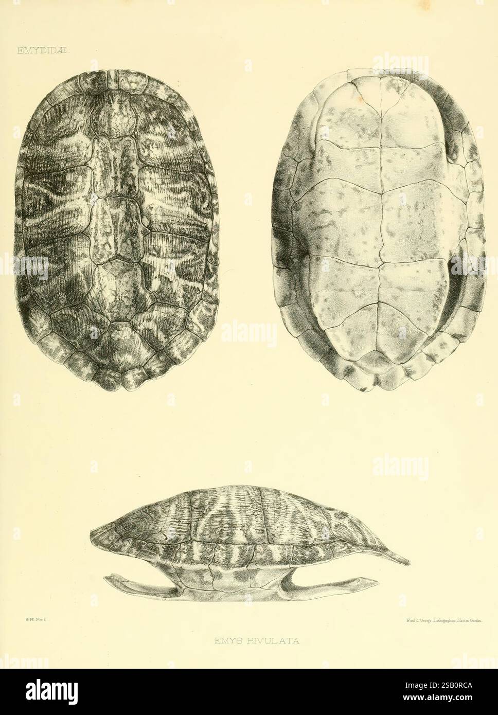 Katalog der Schildreptilien in der Sammlung des British Museum, London, 1855-1872, England, London, Schildkröten, Reptilien, Krokodile, Testudinidae, Amphisbaenia, die Abbildung zeigt eine detaillierte Untersuchung der Schale einer Schildkröte und zeigt drei unterschiedliche Ansichten: die dorsale (oben), ventrale (unten) und laterale (seitliche) Perspektive. Jede Ansicht hebt das einzigartige Muster und die Struktur der Schale hervor, einschließlich der unterschiedlichen Schlitze und Nähte. Der wissenschaftliche Name „Emys rivulata“ ist deutlich sichtbar, was darauf hinweist, dass es sich um eine Art handelt, die allgemein als europäische Teichschildkröte bezeichnet wird Stockfoto