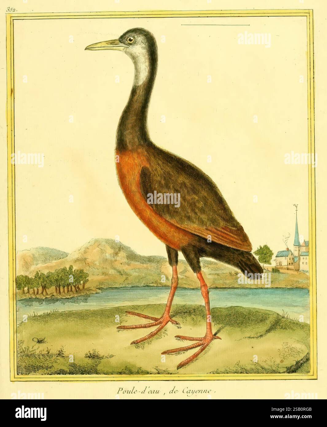 Planches enluminées d'histoire naturelle, Paris, s.n, 1765-1783, Birds, Zoologie, Gutturalis, Bildwerke, Aramides cajanea, Aramides, Aramides wolfi, Ein hoher, schlanker Vogel, steht im Vordergrund und zeigt sein einzigartiges Gefieder. Der Kopf hat eine markante graue Kappe, die in einen helleren Hals übergeht und zu einem satten, kastanienbraunen Körper führt. Lange Beine stützen seine Haltung und betonen die gestreckte Form. Im Hintergrund entfaltet sich eine ruhige Landschaft mit sanften Hügeln und einem ruhigen Gewässer, in dem Anklänge an architektonische Strukturen zu sehen sind, die auf eine friedliche ländliche Umgebung hinweisen. Die Szene Stockfoto
