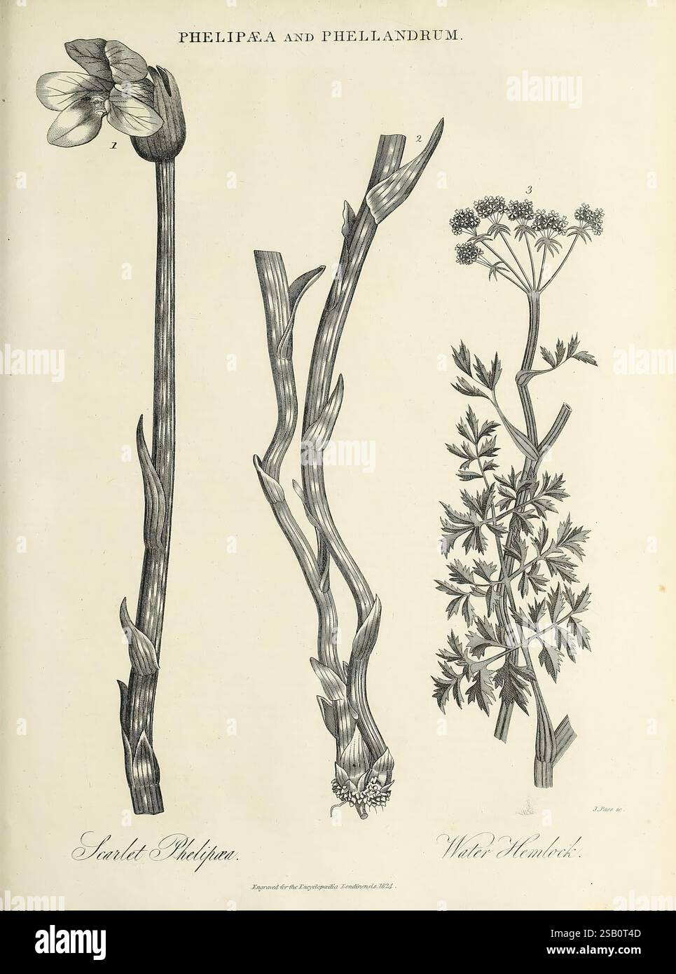 Encyclopaedia londinensis, oder Universal Dictionary of Arts, Sciences and Literature London, gedruckt für den Inhaber von J. Adlard, verkauft im Encyclopaedia Office von J. White und Champante and Whitrow, 1810–1829. Enzyklopädien und Wörterbücher, Mollusks, Pictorial Works, Plant, die Illustration zeigt eine botanische Studie, die zwei unterschiedliche Pflanzen zeigt: Die Scharlachrote Phelipaea, die sich durch ihre schlanken, langen Stiele und zarten röhrenförmigen Blüten auszeichnet, und der Wasserhemlock, der durch sein kompliziertes Laub und die Anordnung der geclusterten Blüten erkannt wird. Die Pflanzen werden mit detaillierten Linienarbeiten h gerendert Stockfoto