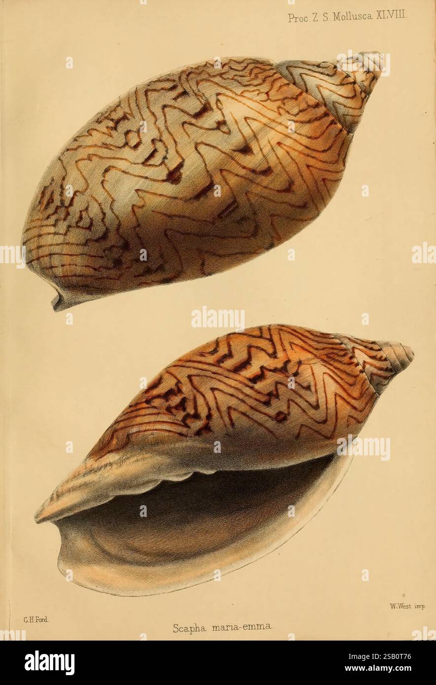 Proceedings of the Zoological Society of London, London, Academic Press, Animal Science, Zeitschriften, Zoologie, Muscheln, die Illustration zeigt die detaillierte Anatomie einer Jakobsmuschel, insbesondere der Art Scapha maria-emma. Die Schale wird aus zwei Winkeln dargestellt, wobei ihre glatte, gestreckte Form und das komplizierte, symmetrische Muster von Linien und Kurven hervorgehoben werden, die ihre Oberfläche zieren. Die Farbgebung zeigt warme, erdige Töne, die die natürliche Schönheit der Schale unterstreichen. Der wissenschaftliche Kontext wird durch den Begleittext mit dem Artennamen betont, was auf eine Fokussierung auf mari hindeutet Stockfoto