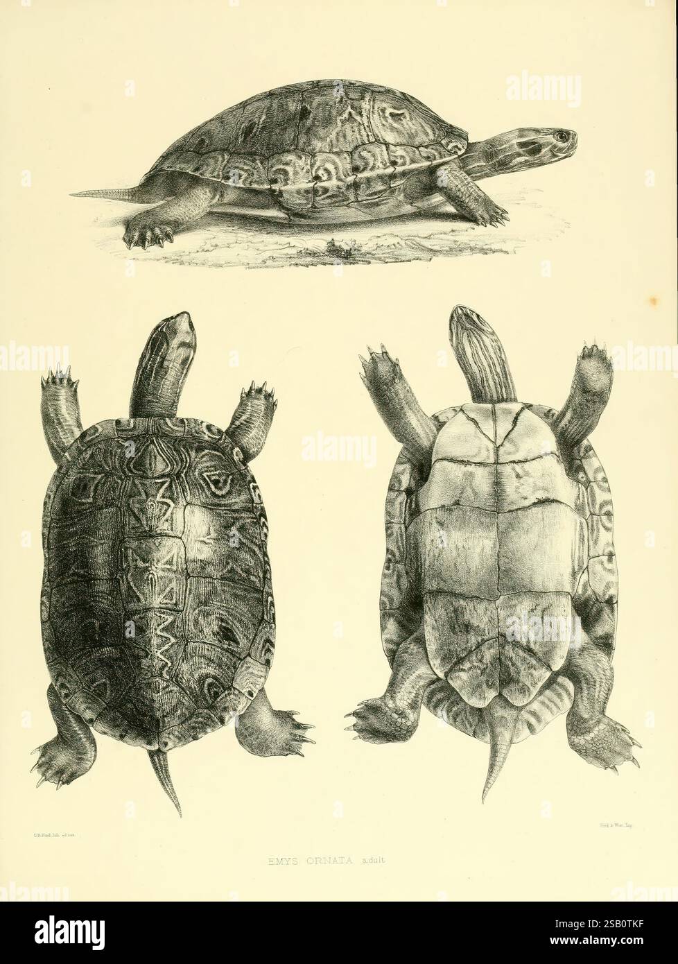 Katalog der Schildreptilien in der Sammlung des British Museum, London, 1855-1872, Amphisbaenia, Chelonia, Krokodile, England, London, Reptilien, Testudinidae, Schildkröten, Emys ornata Science Day, die Illustration zeigt drei verschiedene Ansichten einer Schildkrötenart. Die Draufsicht zeigt die geschwungene Schale der Schildkröte mit komplizierten Mustern, die ihre einzigartige Textur und ihr Design hervorheben. Das Seitenprofil betont die Form des Reptils und die glatten Linien seiner Gliedmaßen, während es aufliegt. Die Unteransicht konzentriert sich auf die Unterseite der Schale und zeigt die markanten Markierungen und Strukturen, die entfernt werden Stockfoto
