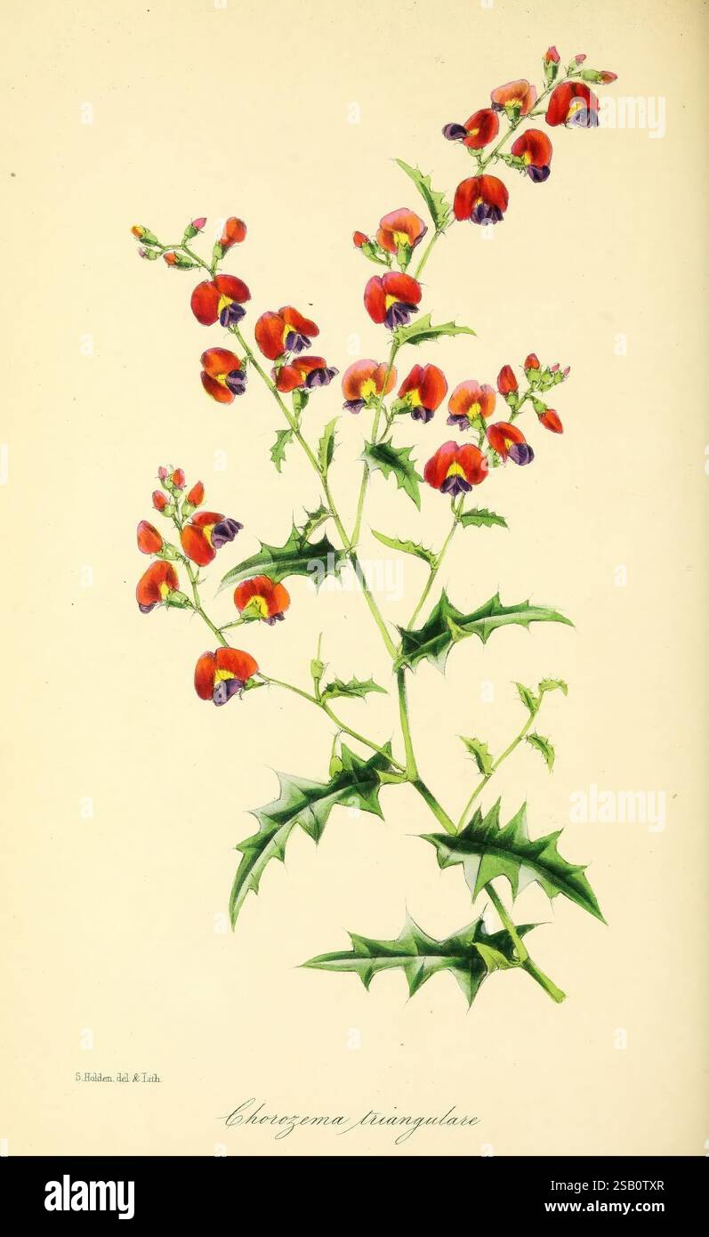 Paxton's Magazine of Botany, London, Orr and Smith, Botanik, Zeitschriften, Blumen, Stiele, Blätter, Eine lebendige botanische Illustration, die eine Gruppe roter und oranger Blumen mit markanten gepunkteten Blüten zeigt, elegant angeordnet entlang dorngrüner Stiele. Das Laub weist scharfe, spitz zulaufende Blätter auf, die einen Kontrast zu den zarten Blüten bilden und die einzigartige Schönheit der Pflanze unterstreichen. Unter dem Blumenschmuck ist der wissenschaftliche Name „Choreozema triangularis“ elegant eingeschrieben, der dieser eindrucksvollen Darstellung der Kunstfertigkeit der Natur einen Hauch akademischer Authentizität verleiht. Stockfoto