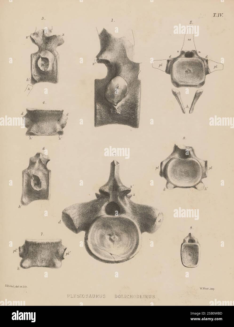 A History of British Fossil Reptiles, London, Cassell & Company Limited, 1849-1884, Fossils, Großbritannien, Paläontologie, Reptilien, Fossil, Eine Sammlung detaillierter wissenschaftlicher Illustrationen, die verschiedene Wirbelexemplare des ausgestorbenen Meeresreptils Plesiosaurus dolichodeirus zeigen. Die Abbildungen sind mit Zahlen und entsprechenden Buchstaben gekennzeichnet, die auf spezifische anatomische Merkmale und Ausrichtungen hinweisen. Jeder Wirbel ist aus verschiedenen Winkeln dargestellt, was die einzigartige Struktur und Morphologie dieses prähistorischen Geschöpf unterstreicht. Die Bilder bieten wertvolle Einblicke in die Skelett-ana Stockfoto