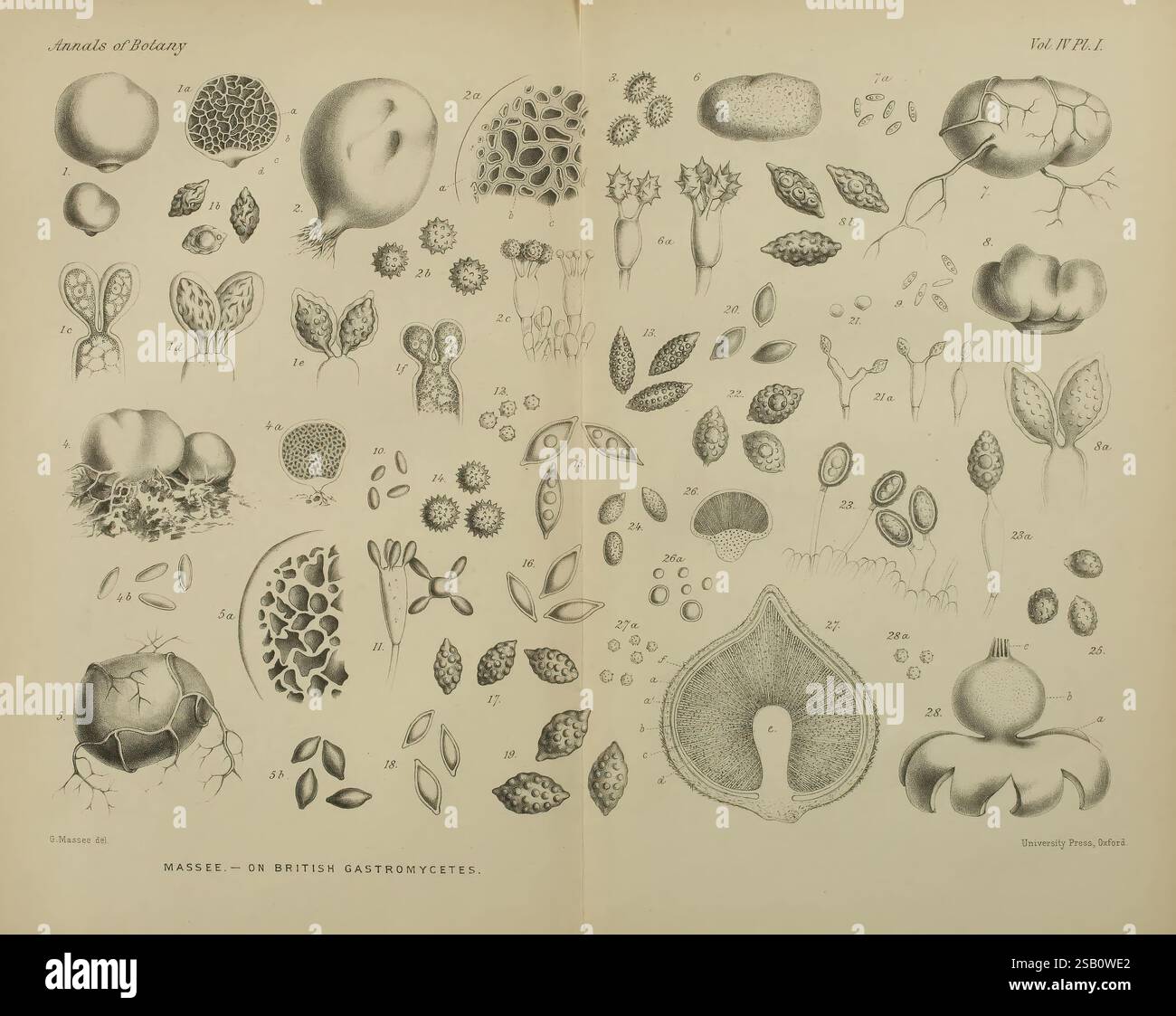 Annals of Botany London Botany Periodicals Plants, Eine Sammlung komplizierter Illustrationen, die eine Vielzahl mikroskopischer Organismen, einschließlich Pilze, Algen und Pflanzenzellen, zeigen, die in einem systematischen Layout angeordnet sind. Jede Abbildung ist mit Zahlen gekennzeichnet, die unterschiedliche Arten und Strukturen kennzeichnen. Die detaillierten Darstellungen beleuchten die einzigartigen Formen und Texturen dieser Organismen, die von kugelförmigen und elliptischen Formen bis hin zu komplexeren Strukturen reichen, die Samen und Sporen ähneln. Diese visuelle Studie betont die Vielfalt mikroskopischer Lebensformen und gibt Einblicke in die biologischen Feinheiten Stockfoto