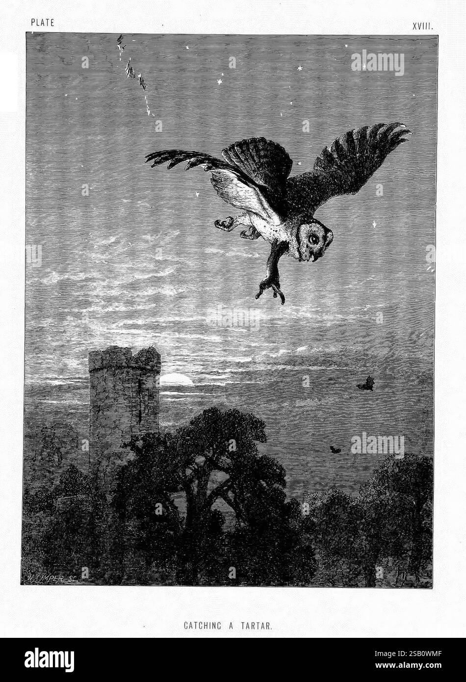 Das Leben und die Gewohnheiten wilder Tiere, London, A. Macmillan, 1874, Vögel, Verhalten Verhalten des Tieres Tyto alba, eine Eule wird während des Fluges dargestellt, die bereit ist, ein kleines Wesen zu fangen, das als „Tatar“ bezeichnet wird. Die Szene zeigt einen Burgturm im Hintergrund, umgeben von Bäumen, mit einem ruhigen Himmel, der Wolken und weit entfernte Boote auf dem Wasser zeigt. Diese Bildsprache fängt einen Moment der raubhaften Anmut der Natur vor einem historischen Hintergrund ein. Die komplizierten Details betonen nicht nur die kraftvollen Flügel und den scharfen Fokus der Eule, sondern auch die ruhige Landschaft, die diese dynamische Begegnung einrahmt. Stockfoto