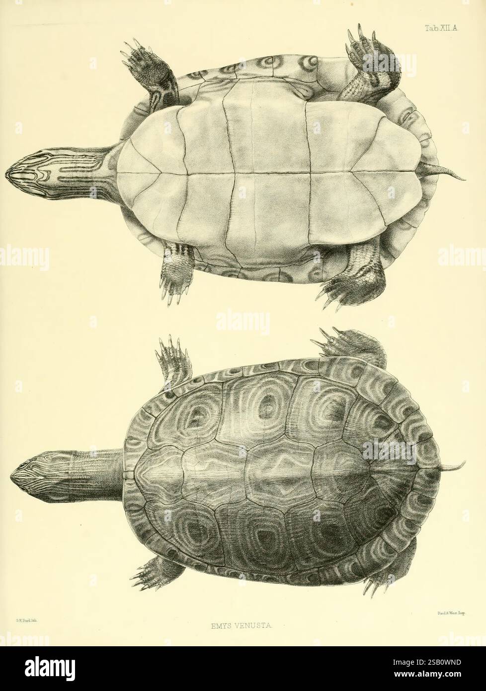 Katalog der Schilde Reptilien in der Sammlung des British Museum London gedruckt vom Order of the Trustees 1855-1872 England London Schildkröten Reptilien Krokodile Testudinidae Amphisbaenia Chelonia Gattung, die Illustration zeigt zwei Ansichten einer Schildkröte, die eine detaillierte Untersuchung ihres Panzers (der oberen Schale) und des Plastrons (der unteren Schale) zeigt. Die Draufsicht zeigt die komplizierten Muster und Texturen der Schale und hebt die glatte Oberfläche und die charakteristischen Markierungen hervor. Die untere Ansicht bietet einen Einblick in die Anatomie der Schildkröte, wobei sichtbare Gliedmaßen von der Schale aus reichen. Dieser Vertreter Stockfoto