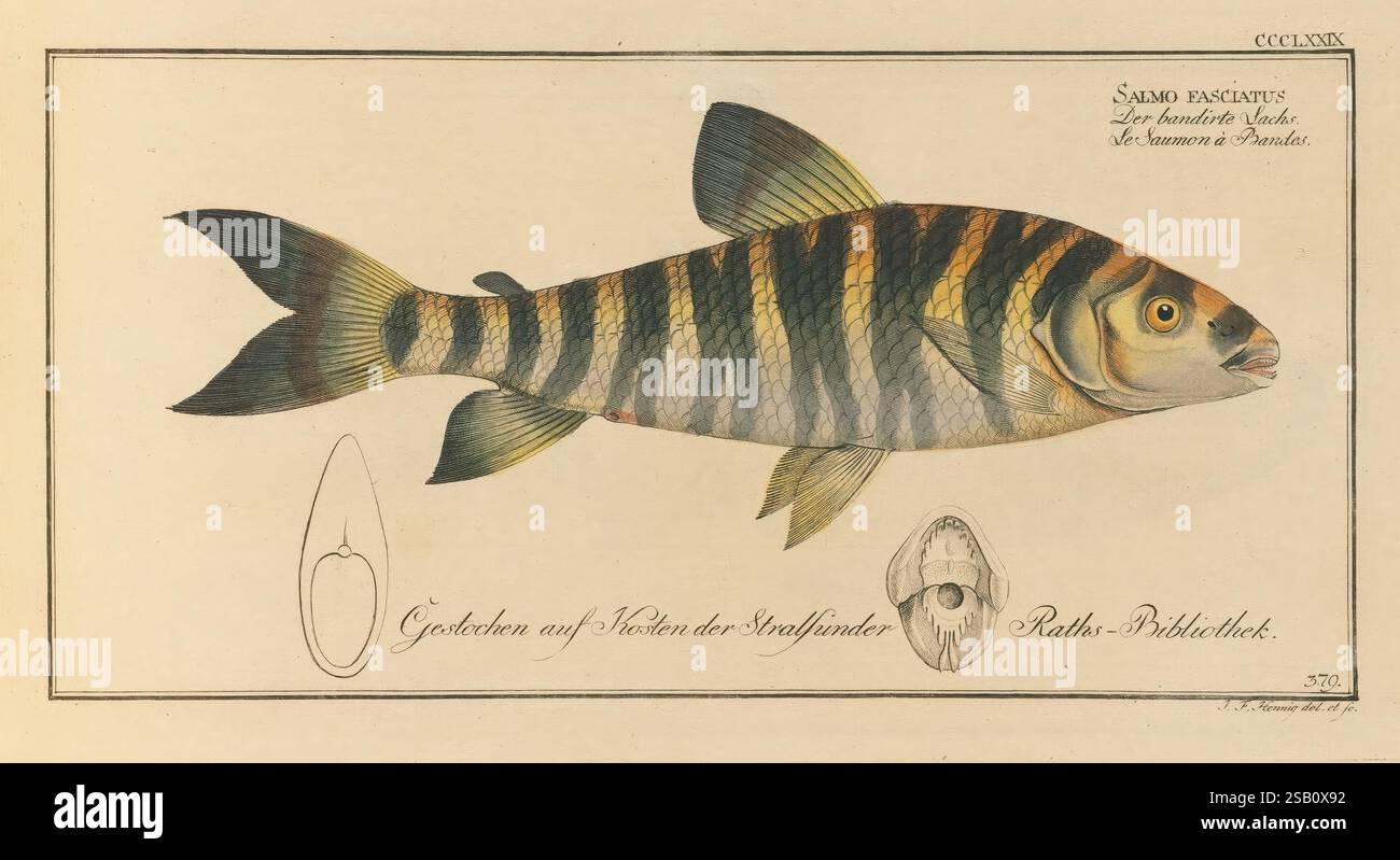 D. Marcus Elieser Bloch's ausübenden Arztes zu Berlin Oeconomische Naturgeschichte der Fische Deutschlands Berlin auf Kosten des Verfassers und in Commission bei dem Buchhändler HR. Hessen 1782-1795 FISH Berlin Deutschland Ichthyologie Fische Zoologie Stiche Handkolorationen Ohrarbeiten leporinus Bildwerke geschwärzter leporinus gebänderter leporinus charakteristisch in leporinus fasciatus gebänderter leporinus, eine Illustration, die einen Fisch der Art Barbus ibri darstellt, der für seinen langgestreckten Körper und markante Streifen bekannt ist. Der Fisch ist im Profil dargestellt und zeigt seine ausgeprägte Färbung dunkler Streifen gegen ein li Stockfoto