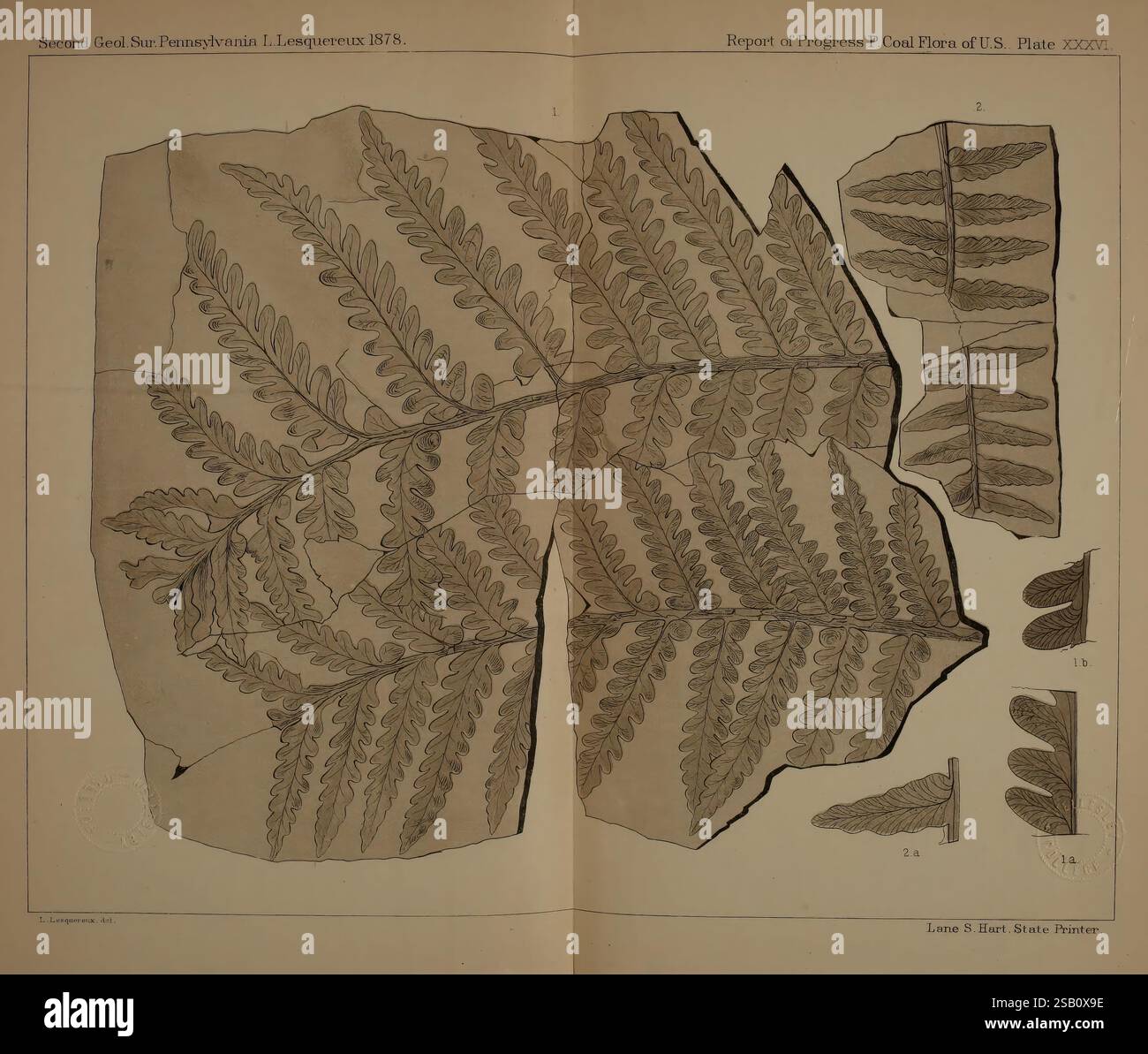 Beschreibung, von, Kohle, Flora, von, der, Karbon, Formation, in, Pennsylvania und, im gesamten, United, Staaten, Harrisburg, Vorstand, of, Kommissare, für die, zweite, geologische, Erhebung, 1879-84, Pflanzen, Pennsylvania, Botanik, Fossilien, Karbon, Paläobotanik, Fossilien, Geschichten, eine komplexe botanische Illustration, die verschiedene Farnmuster zeigt, die sorgfältig angeordnet sind, um ihre einzigartigen Blattstrukturen und Muster hervorzuheben. Jede Sektion erfasst die empfindlichen Fronds mit detaillierten Anmerkungen, die einen Einblick in die Klassifizierung und Eigenschaften der Farne geben. Das Layout f Stockfoto