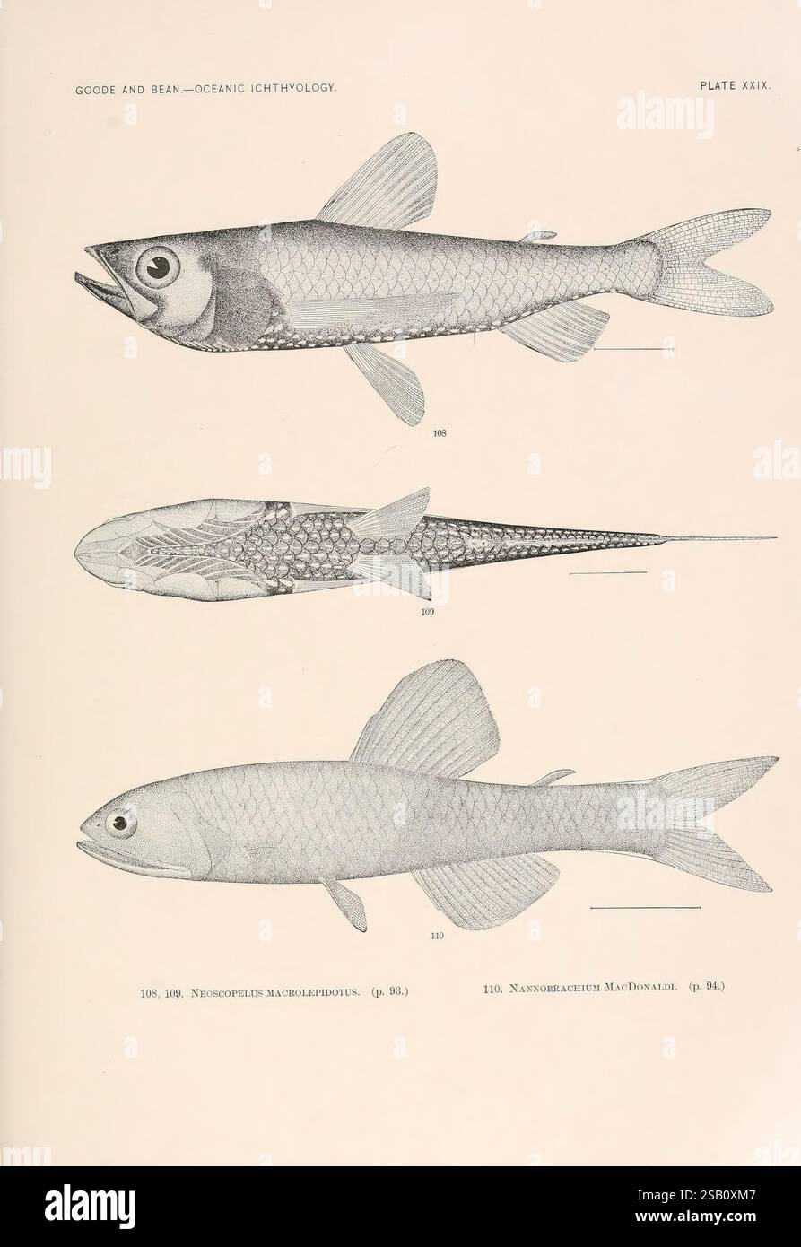 Im östlichen Atlantik Lebender Langer Fisch Ozeanische, Ichthyologie, v.22, Atlas, Cambridge, USA, 1896, Atlantik