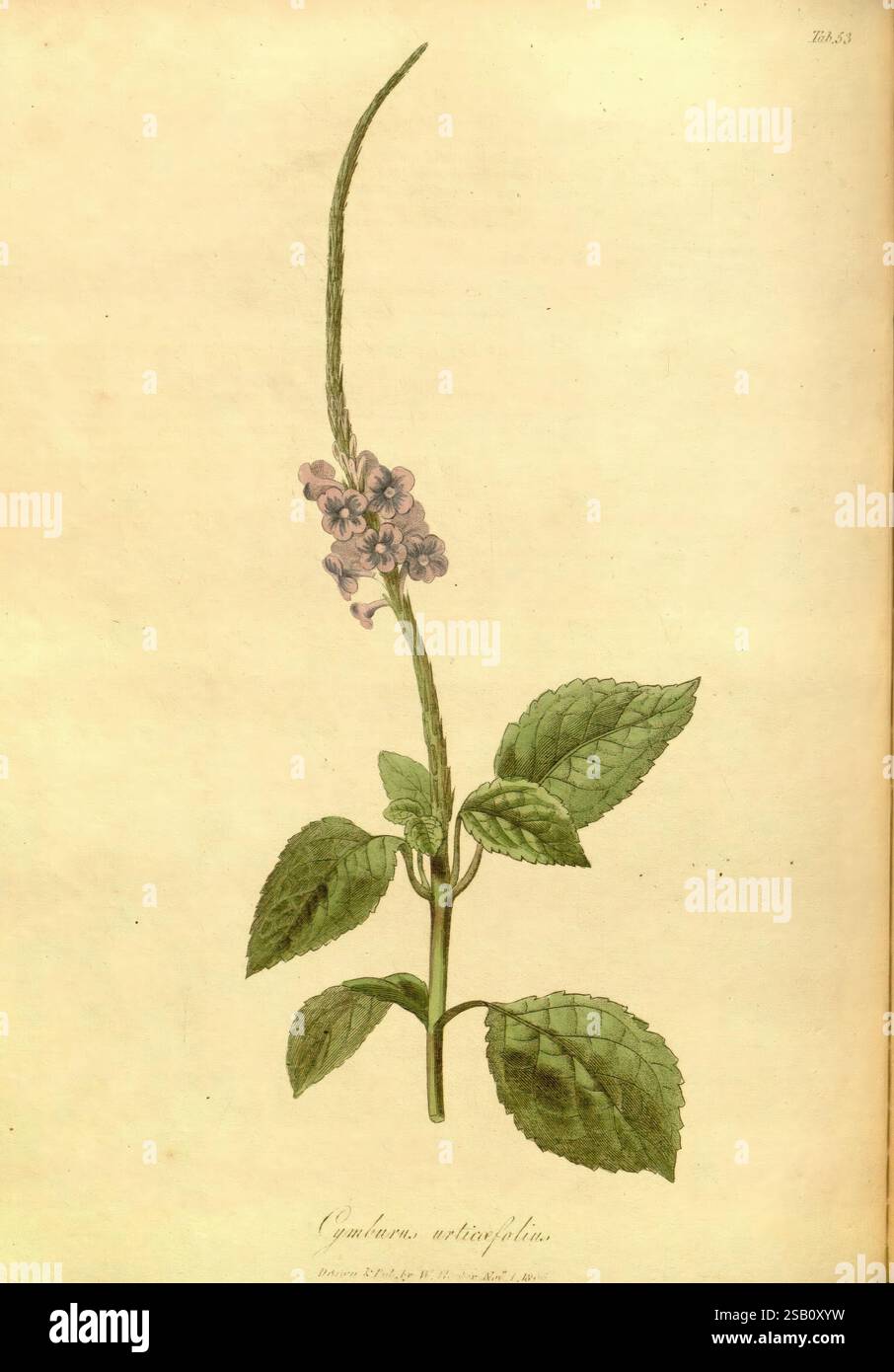 The Paradisus Londinensis: London, gedruckt von D.N. Shury, herausgegeben von William Hooker, 1805–1807, England, London, 19. Jahrhundert handkoloriert, Ikonen, 1805, Kupferstich, Pflanzen kultiviert, grafische Medien, Eine botanische Illustration der Pflanze Paulownia verticillata. Die Zeichnung zeigt einen hohen Stiel, der mit zarten lila Blumen verziert ist, die oben in einem stacheligen Cluster angeordnet sind. Die Blätter sind breit und haben auffällige Adern, die eine strukturierte Oberfläche aufweisen, die zum naturalistischen Detail der Abbildung beiträgt. Die Gesamtzusammensetzung unterstreicht die anmutige Form und Lebendigkeit der Pflanze Stockfoto