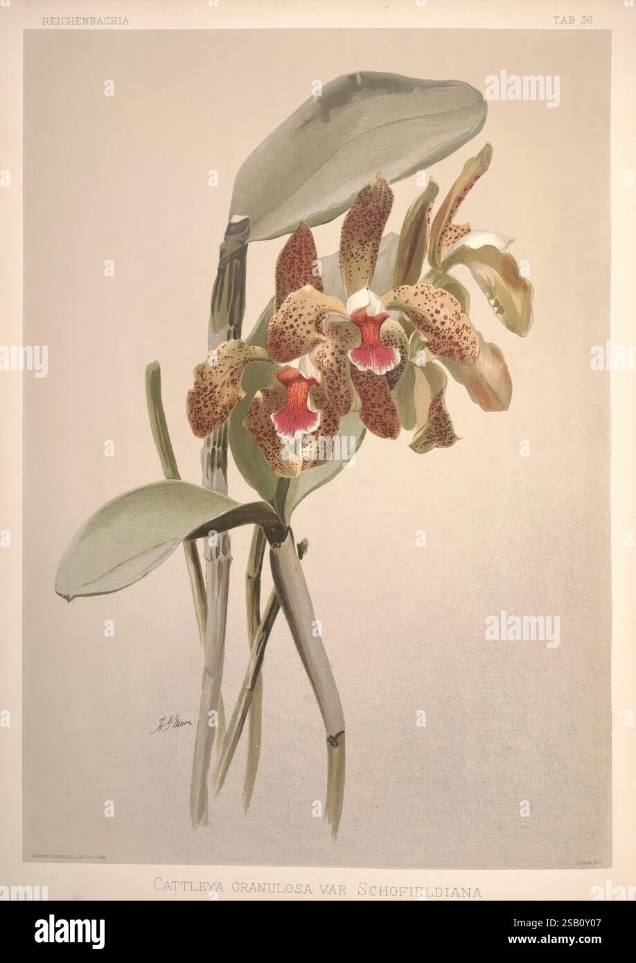 Reichenbachia, St. Albans, England, N.. Y, New York, F. Sander, R.B. Young, 1892-1894, Heinrich Gustav, Eine wunderschön detaillierte botanische Illustration, die die Cattleya granulosa var. zeigt. Schofieldiana Orchidee. Das Kunstwerk zeigt die markanten Blüten der Orchidee, die sich durch leuchtende, gefleckte Blütenblätter in satten Orange- und tiefroten Tönen sowie länglich grüne Blätter auszeichnen, die die Blüten anmutig umrahmen. Die zarte Kunstfertigkeit betont die komplizierten Muster auf den Blütenblättern und fängt die einzigartige Schönheit und Eleganz dieser exotischen Blume ein. Diese Darstellung unterstreicht die natürliche Eleganz und c Stockfoto
