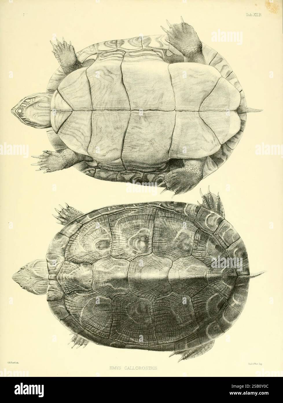 Katalog der Schildreptilien in der Sammlung des British Museum, London, 1855-1872, England, London, Schildkröten, Reptilien, Krokodile, Testudiniden, Amphisbaenie, Chelonia, Gattung, die Illustration zeigt zwei detaillierte Darstellungen der Emys-Galerot, einer Schildkrötenart. Das obere Exemplar wird von einer dorsalen Ansicht aus gezeigt, wobei seine charakteristischen Schalenmuster und -Texturen hervorgehoben werden, während das untere Exemplar in einer leicht anderen Ausrichtung dargestellt wird, auch von oben. Beide Schildkröten werden akribisch gerendert und zeigen ihre glatten, gewölbten Schalen und einzigartigen Markierungen, die die Anatomie betonen Stockfoto
