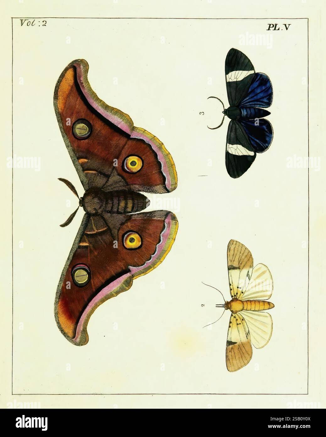 Illustrations of Natural History, London, gedruckt für den Autor und verkauft von B. White, 1770-82, Entomology, Eine wunderschön illustrierte Ausstellung von drei verschiedenen Schmetterlingsarten, jede mit einzigartigen Mustern und Farben. Der große Schmetterling hat satte braune Flügel mit leuchtenden orange und gelben Augenflecken, die eine beeindruckende visuelle Wirkung erzeugen. Auf der rechten Seite zeigt ein kleinerer Schmetterling eine glänzende schwarz-blaue Färbung mit komplizierten Flügeldetails, während der dritte Schmetterling zarte, cremeweiße Flügel präsentiert, die durch subtile Markierungen hervorgehoben werden. Diese auffällige Kollektion ist ein Beispiel für die di Stockfoto