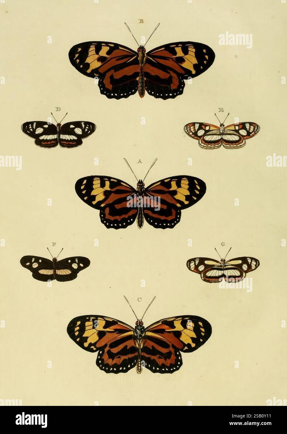De uitlandsche kapellen, voorkomende in de drie waereld-deelen Asia, Africa en America, A Amsteldam, Chez Barthelmy Wild, 1779-1782 [d. h. 1775-1782], schmetterlinge, Suriname, Bildwerke, Kataloge, Sammlungen, eine Sammlung von sechs verschiedenen Schmetterlingsarten in vertikaler Anordnung. Die größeren Exemplare oben zeigen lebendige Flügel, die mit komplexen Mustern in Orange, Schwarz und Gelb verziert sind, was den auffälligen Kontrast und die Symmetrie unterstreicht. Unten zeigen die kleineren Schmetterlinge Variationen in Farbe und Muster, einige zeigen zarte weiße Markierungen und andere zeigen dar Stockfoto