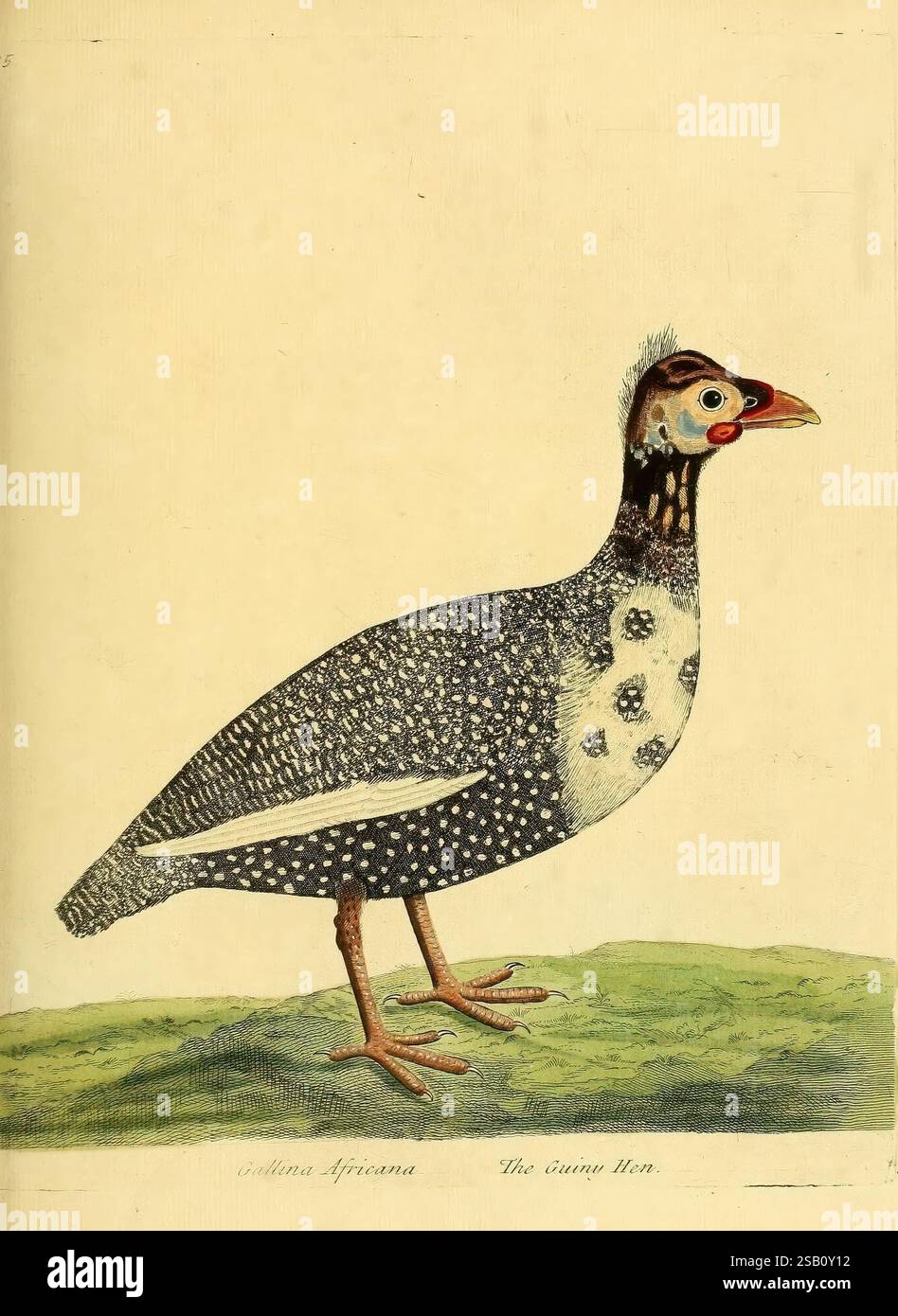 Eine Naturgeschichte der Vögel, London, gedruckt für den Autor und verkauft von William Innys auf St. Paul's Churchyard, John Clarke unter der Royal Exchange, Cornhill, und John Brindley at the King's Arms in New Bond Street, MDCCXXXI-MDCCXXXVIII [1731-1738], Vögel, Bildwerke, Guttera pucherani, kenya Perlhühner, Eine eindrucksvolle Darstellung einer Perlhühne, die ihr unverwechselbares Gefieder mit komplizierten weißen Flecken vor dunklem Hintergrund zeigt. Der Vogel wird auf grünem Boden stehend dargestellt und hebt seinen robusten Körper und seine einzigartigen Merkmale hervor. Der Kopf zeigt eine bunte Kombination aus Stockfoto