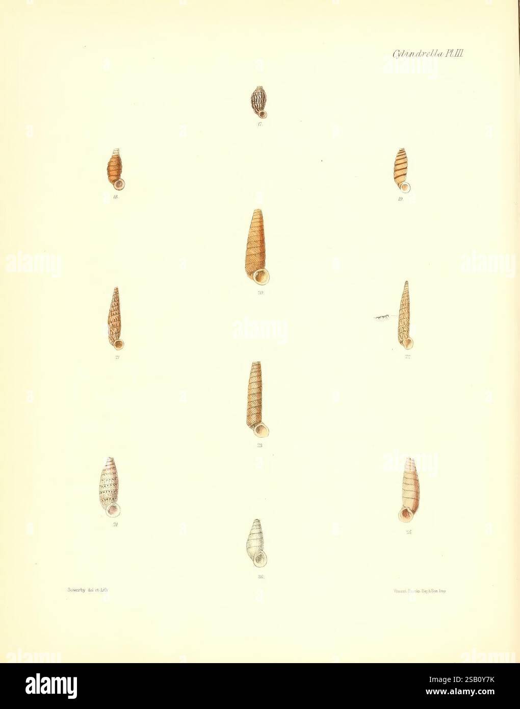 Conchologia iconica oder Illustrationen der Muscheln von Weichtieren London, Reeve, Brothers, 1843-1878. Weichtiere, Bildwerke, Muscheln, Eine Sammlung verschiedener Muscheln, jede einzigartig geformt und strukturiert. Das Display zeigt insgesamt zehn verschiedene Proben, die als Referenz nummeriert sind. Die Schalen zeichnen sich durch spiralförmige Muster, glatte Oberflächen und unterschiedliche Schattierungen aus. Ihre komplexen Designs und Formen veranschaulichen die Vielfalt der Meeresschnecken und zeigen ihre natürliche Schönheit und Komplexität. Die Anordnung ist sauber und organisiert, sodass eine detaillierte Untersuchung der einzelnen s möglich ist Stockfoto