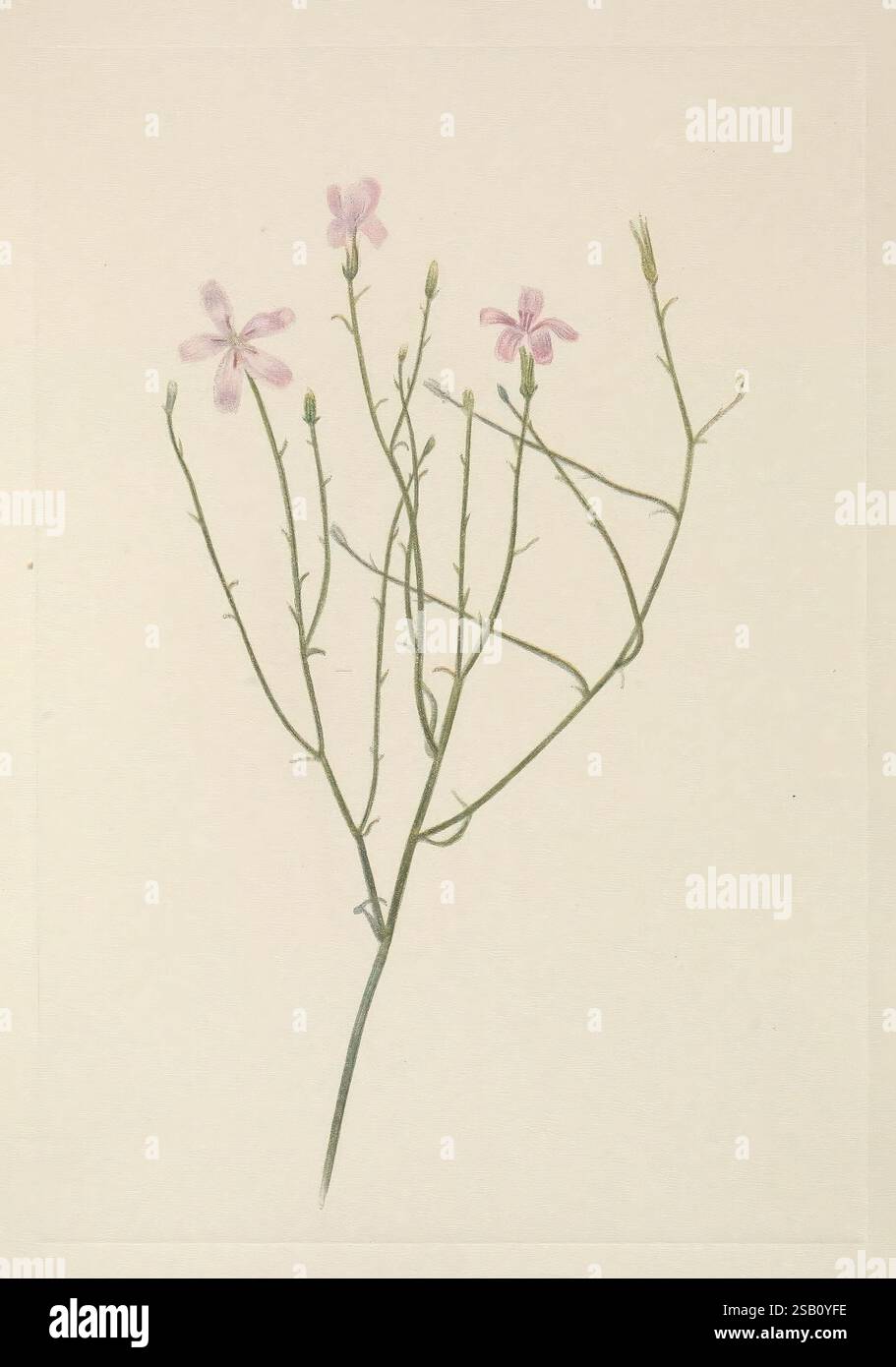 North American Wild Flowers Washington, D.C. 1925 Botany North America ...