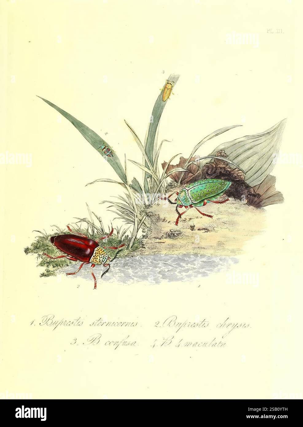 Naturgeschichte der Insekten indiens 1842. Indien Insekten Buprestis sternicornis Buprestis chrysis Buprestis confusa Buprestis 4maculata Käfer, die Abbildung zeigt eine detaillierte Darstellung verschiedener Käferarten, die in üppiger Vegetation dargestellt werden. Auffällig sind die Käfer 1 und 2 mit unterschiedlichen Farben und Mustern – eine in leuchtendem Rot und eine andere in auffälligen Grün- und Blautönen. Der Hintergrund besteht aus Gräsern und Blättern, die ein naturalistisches Element hinzufügen, wobei einige Insekten auf dem Laub ruhen. Weitere Arten werden numerisch gekennzeichnet, was auf furth hindeutet Stockfoto