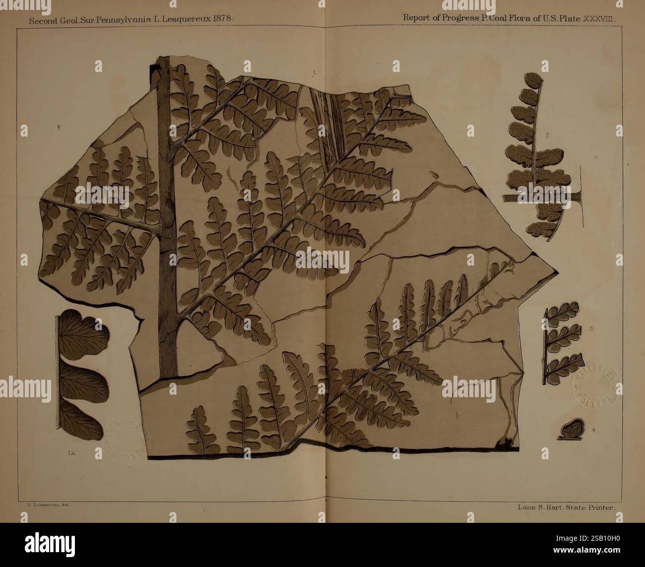 Beschreibung, von, Kohle, Flora, von, der, Karbon, Formation, in, Pennsylvania und, im gesamten, United, Staaten, Harrisburg, Vorstand, of, Kommissare, für die, zweite, geologische, Erhebung, 1879-84, Pflanzen, Pennsylvania, Botanik, Fossilien, Karbon, Paläobotanik, Fossilien, Geschichten, die Illustration zeigt eine detaillierte Untersuchung verschiedener Farnarten, einschließlich komplizierter Blattmuster und -Strukturen. Mehrere unterschiedliche Farne sind präzise angeordnet und zeigen ihre einzigartigen Formen und Texturen. Das Layout ähnelt einem naturgeschichtlichen Exemplar und unterstreicht die botanische Vielfalt in A Stockfoto