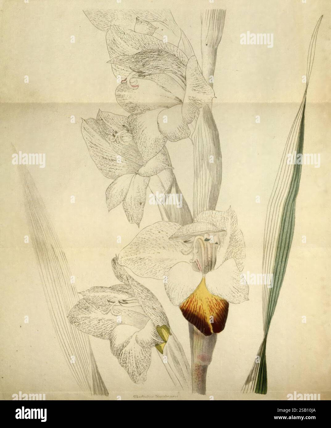 Das Botanische Kabinett, London, John, Arthur, Arch, 1817-1833, eine komplexe botanische Illustration mit mehreren Blüten einer Orchidee. Die Blüten weisen zarte, sich überlappende Blütenblätter auf, die eine sanfte Farbpalette mit subtilen Details aufweisen. Jede Blüte ist mit komplizierten Markierungen verziert, die die einzigartigen Merkmale der Art hervorheben. Lange, dünne grüne Blätter erstrecken sich entlang der Blüten und bilden einen anmutigen Kontrast. Der Hintergrund betont die Eleganz der Orchidee, sodass der Betrachter die Kunstfertigkeit und Präzision der botanischen Illustration schätzen kann. Der Titel enthält t Stockfoto
