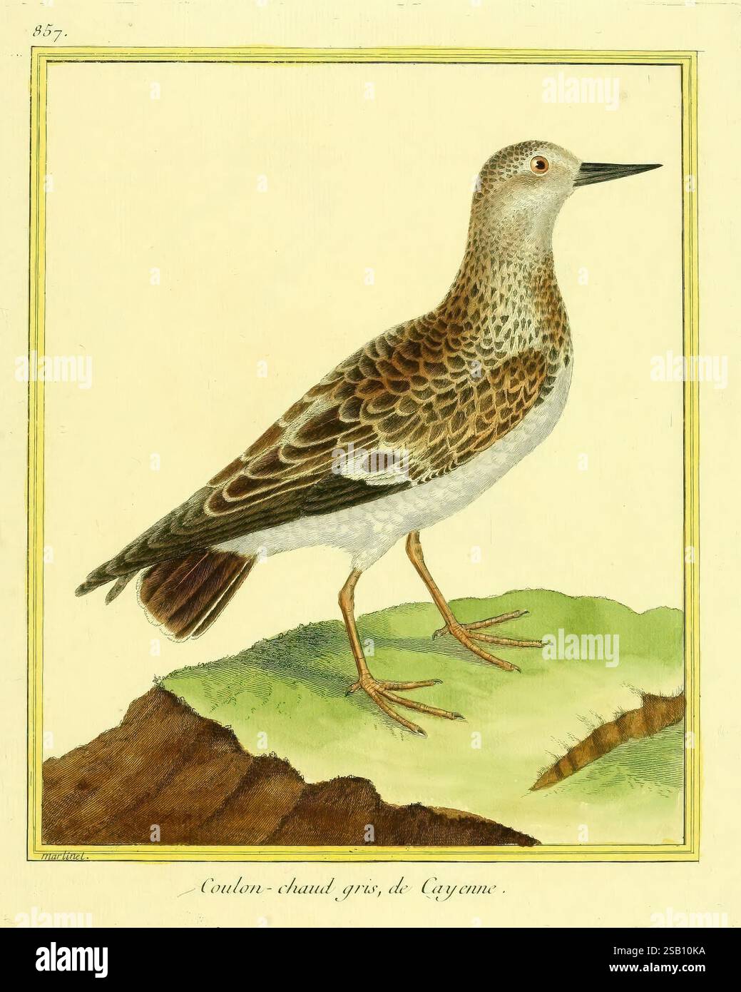 Planches enluminées d'histoire naturelle, Paris, s.n, 1765-1783, Birds, Bildwerke, Zoologie, die Darstellung zeigt einen Vogel, der selbstbewusst auf einem grasbewachsenen Felsvorsprung steht. Das Gefieder zeigt komplizierte Muster aus Braun- und Cremes, die einen auffälligen Kontrast am Körper erzeugen. Die abgerundete Form und die langen Beine des Vogels deuten auf Beweglichkeit hin, während sein scharfer Schnabel auf eine Ernährung hinweist, die Insekten oder kleine wirbellose Tiere umfassen kann. Der Hintergrund deutet auf eine natürliche Umgebung hin, die die Verbindung des Vogels zur Umgebung stärkt. Diese Illustration fängt die Essenz eines Küstenvogels ein, der häufig in Co. Zu finden ist Stockfoto