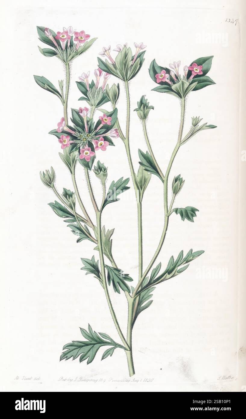 Edwards botanisches Register. London, James Ridgway, 1829-1847, 1829, 19. Jahrhundert, botanische Illustration, Botanik, Kupferstich, England, Gravuren, Grafikmedien, Großbritannien, handkoloriert, handkoloriert, Ikonen, Zeitschriften, Bildwerke, Pflanzeneinführungen, Zierpflanzen, 23, Kunst, Eine detaillierte botanische Illustration, die eine blühende Pflanze mit zarten rosa Blüten und üppigen grünen Blättern zeigt. Die Pflanze weist schlanke Stämme auf, die sich ausbreiten und kleine Blütenbündel mit jeweils fünf Blütenblättern tragen. Die komplizierte Blattstruktur ist durch spitze Lappen gekennzeichnet, die ein r anzeigen Stockfoto