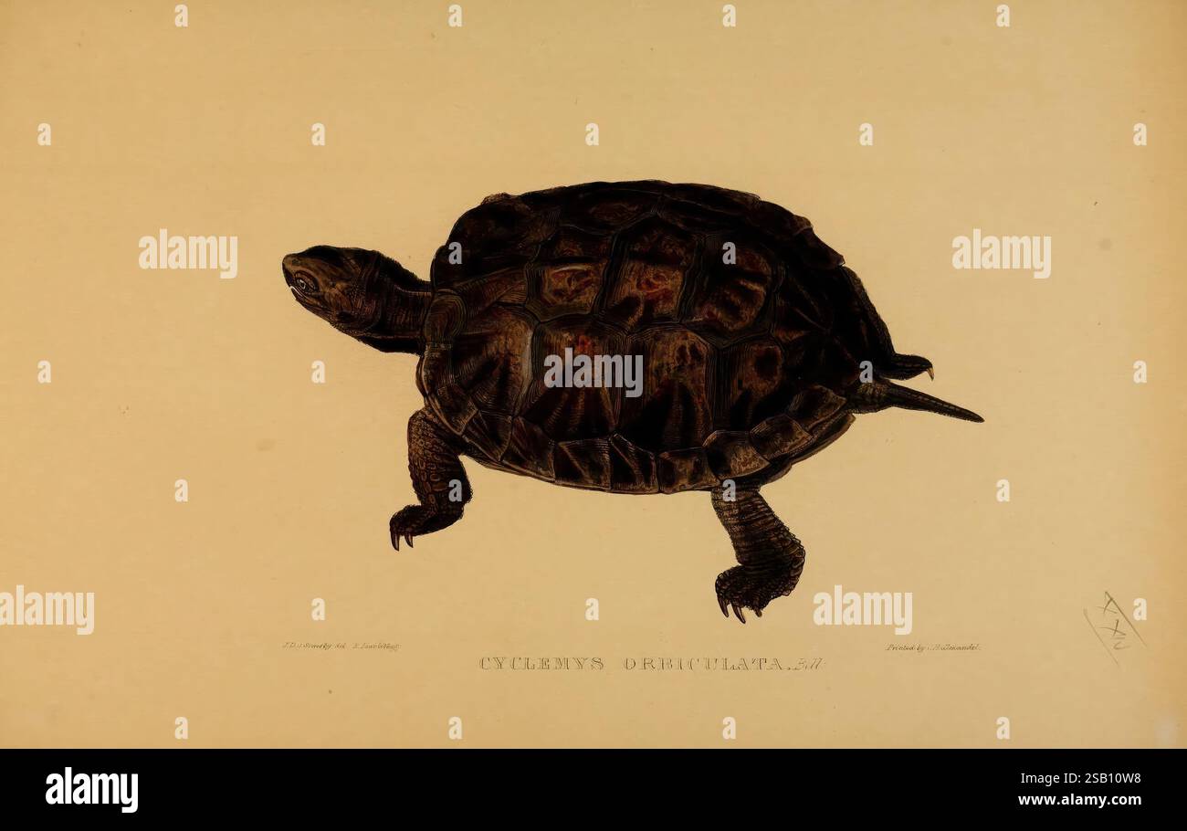 Schildkröten, Schildkröten und Schildkröten, London, Paris, und Frankfurt, H. Sotheran, J. Baer & Co, 1872, Turtles, Terrapin, testudinidae, Bildwerke, Cyclemys dentata, Eine detaillierte Illustration einer Schildkröte, die ihr markantes Schalenmuster und ihre Textur zeigt. Die Schildkröte ist in einem Seitenprofil dargestellt, das ihre robusten Gliedmaßen und die charakteristische Kopfform hervorhebt. Die aufwändig gerenderte Schale verfügt über eine Mischung aus geometrischen Mustern und natürlichen Farbtönen, die die einzigartige Anatomie der Kreatur betonen. Unter der Abbildung ist der Artenname „Cyclornis orbicularis“ elegant eingeschrieben, was ein formales c Stockfoto