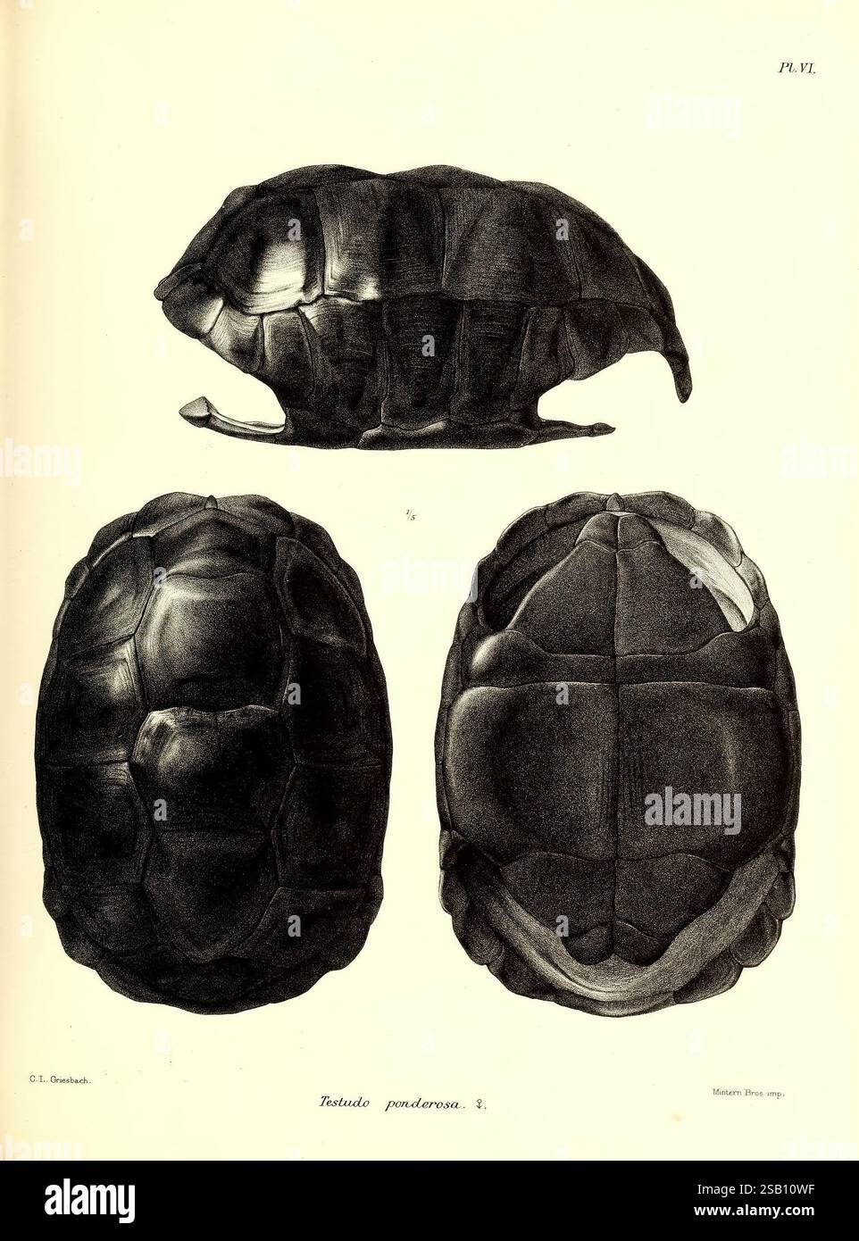 Die riesigen Landschildkröten, (lebende und ausgestorben), in, die, Sammlung, von, the, British, Museum, London, 1877, testudinidae, Schildkröten, die Illustration zeigt eine detaillierte und wissenschaftliche Darstellung einer Schildkröte, die mehrere Winkel ihrer Schale zeigt. Die Draufsicht zeigt die gewölbte Struktur, während die Seitenansicht einen Einblick in das Profil der Schildkröte und die einzigartigen Grate entlang ihrer Schale bietet. Die Unterseite ist mit klaren Definitionen der Schlitze dargestellt, die die komplizierten Muster und Texturen betonen. Diese umfassende Darstellung hebt die anatomischen Merkmale und Charakteristika hervor Stockfoto Die riesigen Landschildkröten, (lebende und ausgestorben), in, die, Sammlung, von, the, British, Museum, London, 1877, testudinidae, Schildkröten, die Illustration zeigt eine detaillierte und wissenschaftliche Darstellung einer Schildkröte, die mehrere Winkel ihrer Schale zeigt. Die Draufsicht zeigt die gewölbte Struktur, während die Seitenansicht einen Einblick in das Profil der Schildkröte und die einzigartigen Grate entlang ihrer Schale bietet. Die Unterseite ist mit klaren Definitionen der Schlitze dargestellt, die die komplizierten Muster und Texturen betonen. Diese umfassende Darstellung hebt die anatomischen Merkmale und Charakteristika hervor Stockfoto