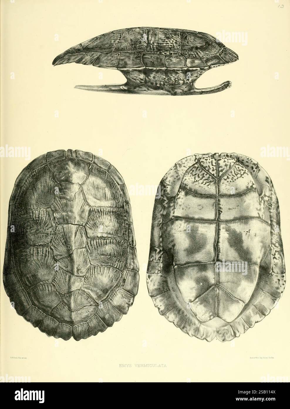 Katalog der Schildreptilien in der Sammlung des British Museum, London, 1855-1872 England, London Schildkröten, Reptilien, Krokodile, Testudinidae, Amphisbaenia, Chelonia-Gattung, Eine detaillierte Illustration, die drei Ansichten einer Schildkrötenschale zeigt. Die Draufsicht zeigt den Panzer und hebt seine glatte, ovale Form und die ausgeprägten Grate hervor. Die Seitenansicht betont das Profil der Schildkrötenschale, während die untere Ansicht den Plastron mit komplizierten Mustern und Unterteilungen zeigt, die die Art charakterisieren. Diese Darstellung erfasst die einzigartigen anatomischen Merkmale der Schildkröte und bietet Insi Stockfoto
