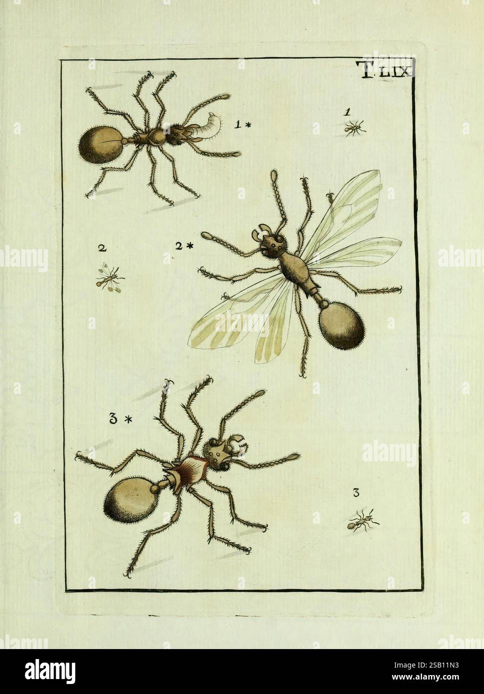Naturgeschichte, Klassifikation, Nomenclatur, Insekten, Bienen, Wespen, Ameisengeschlecht, Frankfurt am Main, Hermannische Buchhandlung, 1791, Klassifizierung, Ohrenarbeiten, Hymenoptera, Insekten, Bildwerke, die Abbildung zeigt eine wissenschaftliche Untersuchung verschiedener Arten von Ameisen, die mit Nummern zur Identifizierung gekennzeichnet sind. Der obere Teil zeigt eine detaillierte Darstellung einer Ameise aus der Seitenansicht und zeigt ihren segmentierten Körper und ihre Antennen. Die zweite Abbildung zeigt eine geflügelte Ameise und hebt ihre Flügel und ihre Besonderheiten im Vergleich zu den nicht geflügelten Sorten hervor. Die dritte Figur stellt eine andere dar Stockfoto