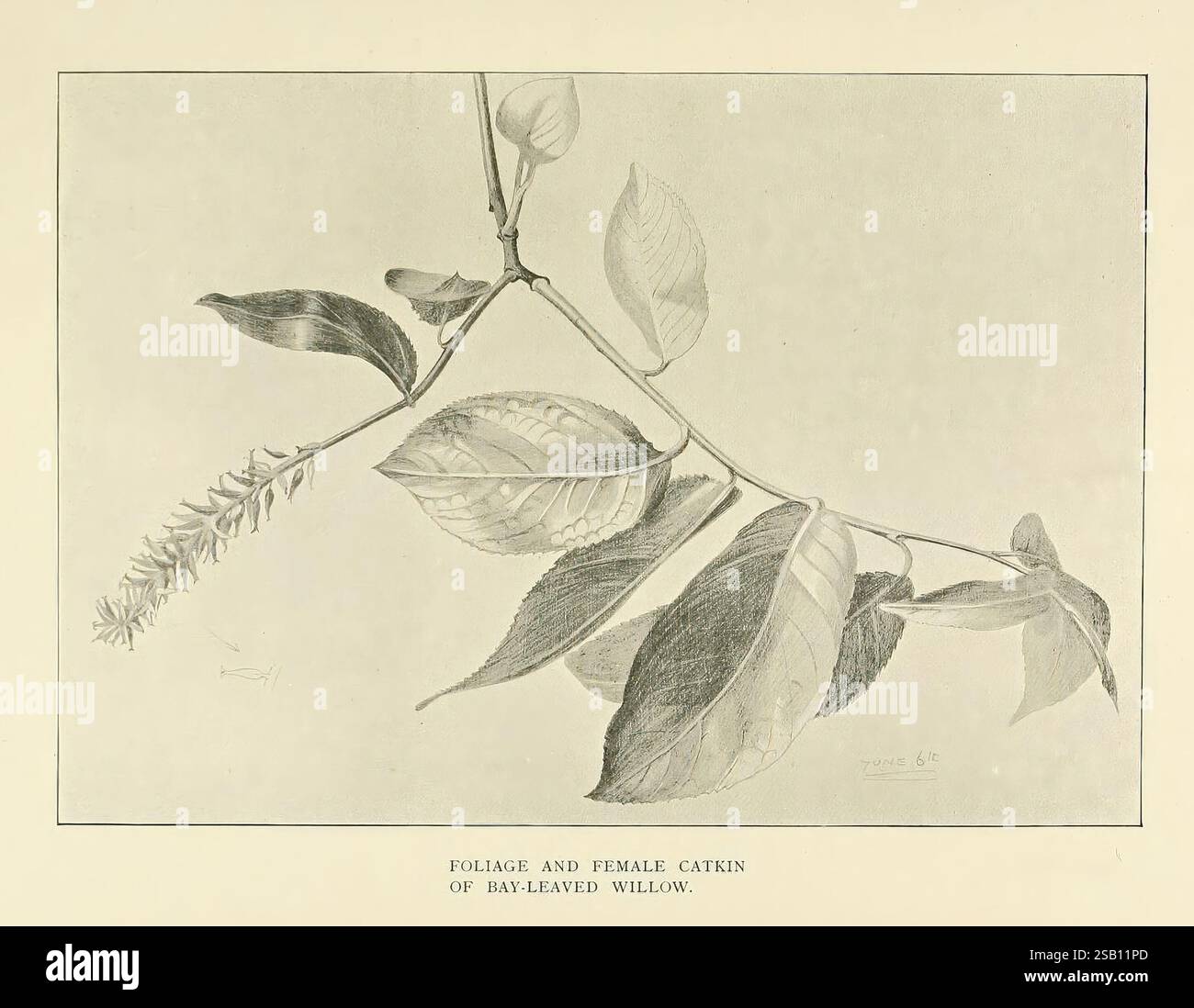 British, Trees, London, Hutchinson, 1907, Großbritannien, Bäume, das Bild zeigt eine botanische Abbildung, die einen Zweig mit mehreren länglichen und ovalen Blättern unterschiedlicher Größe darstellt. Die detailreiche Darstellung zeigt die feinen Adern und die Textur jedes Blattes und betont ihre natürlichen Variationen. Neben den Blättern befinden sich kleine Knospen und ein zart blühender Dorn, der der Komposition eine komplizierte Note verleiht. Das Layout ist ausgewogen und hebt die organischen Formen hervor, wodurch ein Gefühl der Eigenschaften und des Wachstums der Pflanze vermittelt wird. Diese Elemente bilden zusammen eine Studie über das Anato der Pflanze Stockfoto