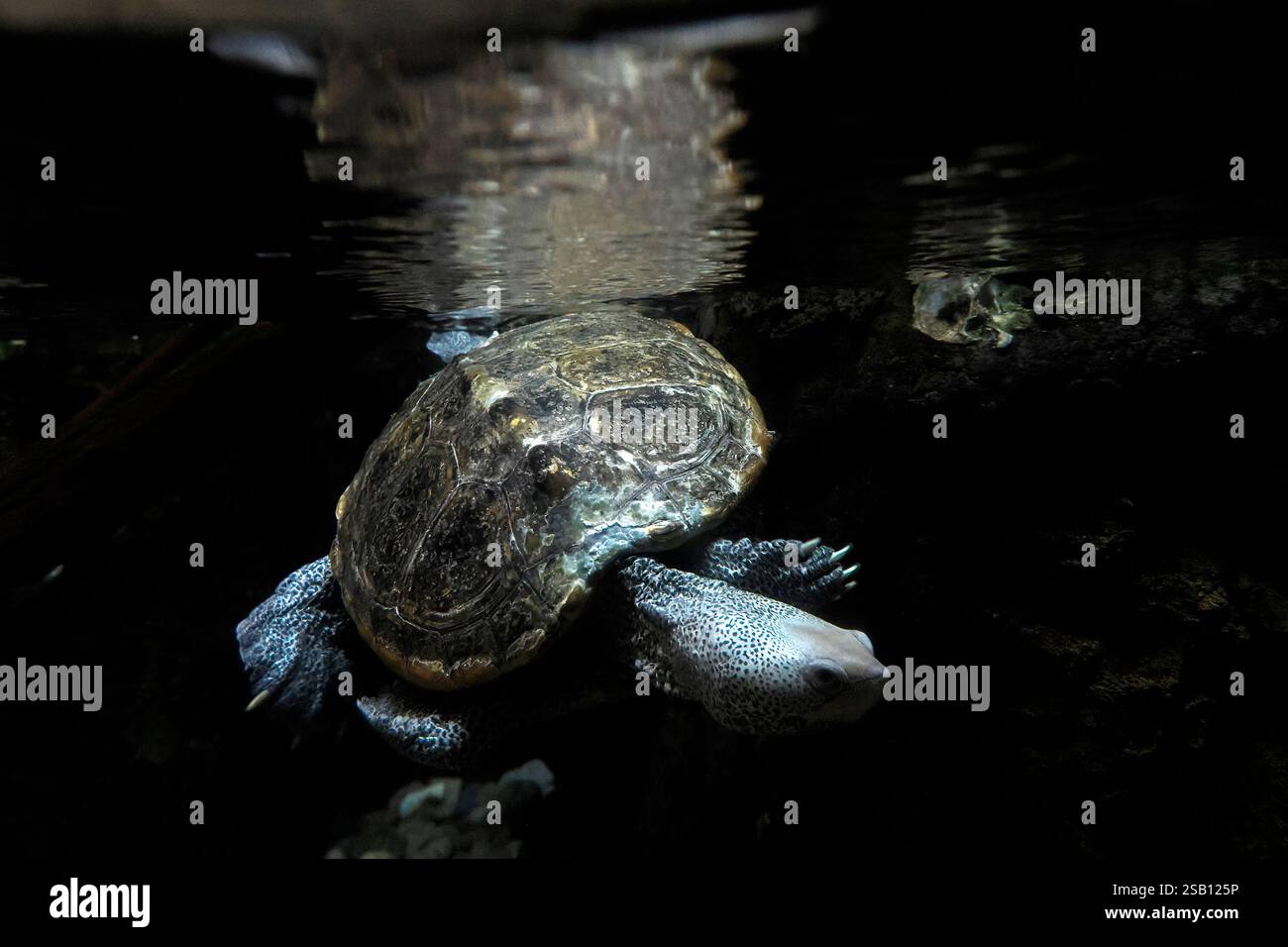 Ein Malaclemys Diamondback-Terrapin-Schildkröte-Unterwasserporträt Stockfoto