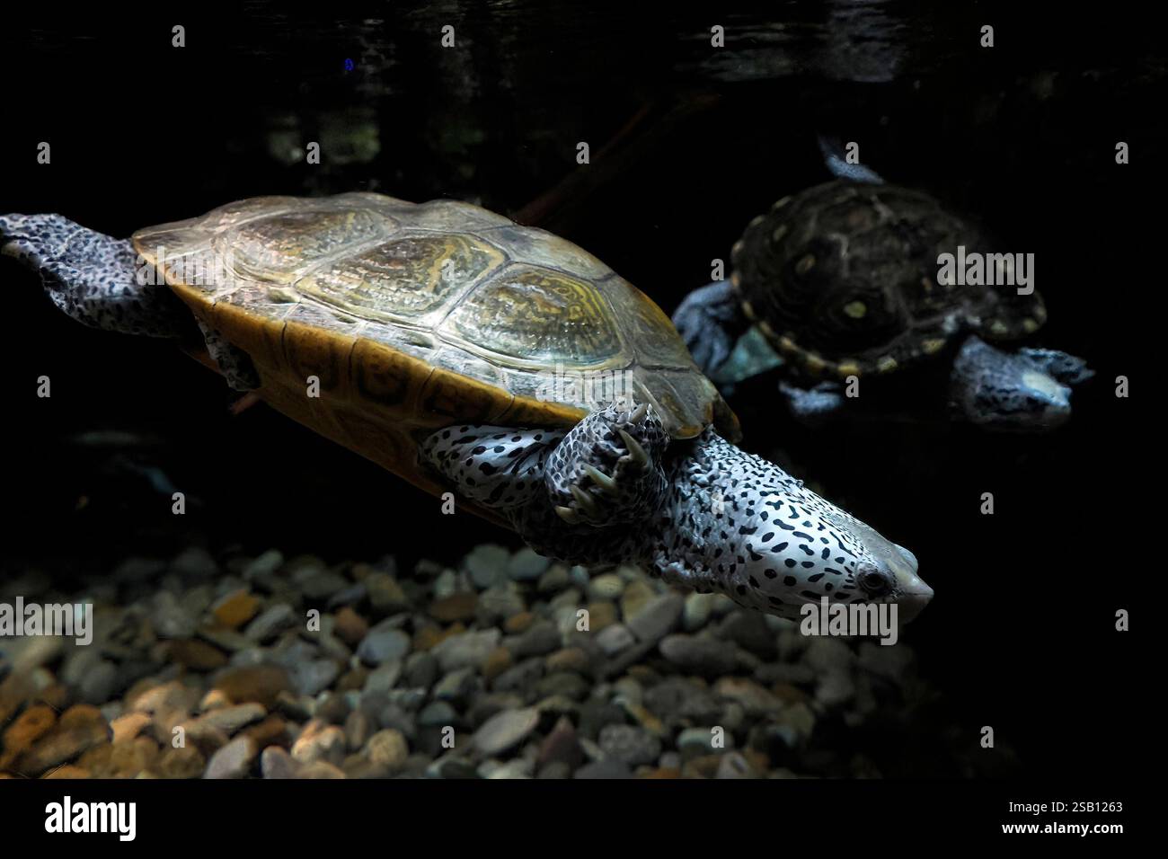 Ein Malaclemys Diamondback-Terrapin-Schildkröte-Unterwasserporträt Stockfoto