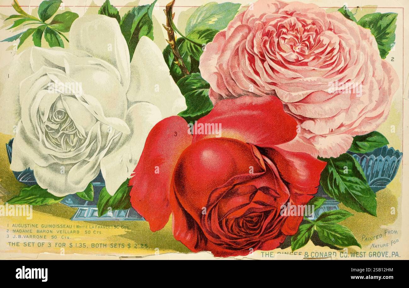 Unser neuer Leitfaden für Rosenkultur, West Grove, Pa, The Dingee & Conard Co, 1891, Birnen, Pflanzen, Kataloge, Dingee Conard Co, Blumen, Baumschulen, Gartenbau, Baumschulen, Rosen, Samen, Handelskataloge, Gartengeschichten, JB Varroner Rose, Madame Baron Veillard Rose, Augustine Guinoisseau weiß La France Rose, in Blüte, hist sci Art, Rosa, Rose, Rose, Rosa, Augustine Guindisseau Rose, Madame Baron Veillard, JB Varrone, die Komposition besteht aus drei wunderschön illustrierten Rosen, die jeweils ihre einzigartige Farbe und Form zeigen. Zu den markanten Blüten gehört eine zarte rosa Rose mit zarten Blütenblättern, ein Stri Stockfoto