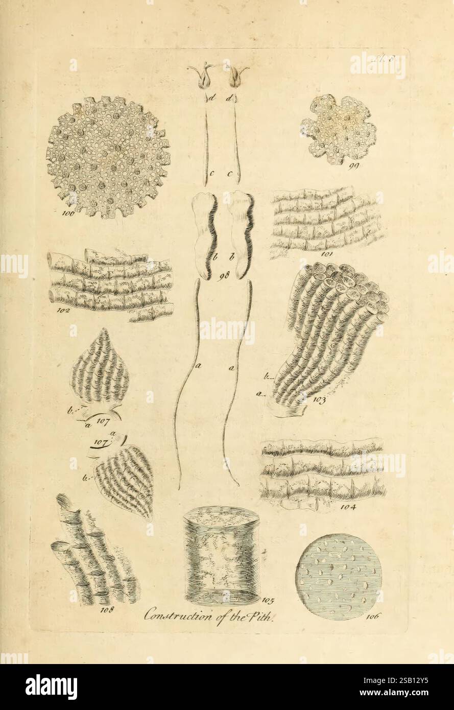 Das Gemüsesystem London 1759-1763 Botanik-Bildwerke, eine komplexe Reihe von Illustrationen, die verschiedene Zellstrukturen und Muster zeigen, die wahrscheinlich eine Untersuchung mikroskopischer Organismen oder Pflanzenelemente darstellen. Die Komposition enthält detaillierte Skizzen verschiedener Formen, einschließlich kreisförmiger Formen, verlängerter Litzen und strukturierter Oberflächen, die alle sorgfältig mit Zahlen als Referenz gekennzeichnet sind. Die verschiedenen Formen zeigen eine Erforschung biologischer Feinheiten und der Komplexität mikroskopischer Lebensformen, was zum Verständnis der Naturwissenschaften und der Vielfalt innerhalb von Biolog beiträgt Stockfoto