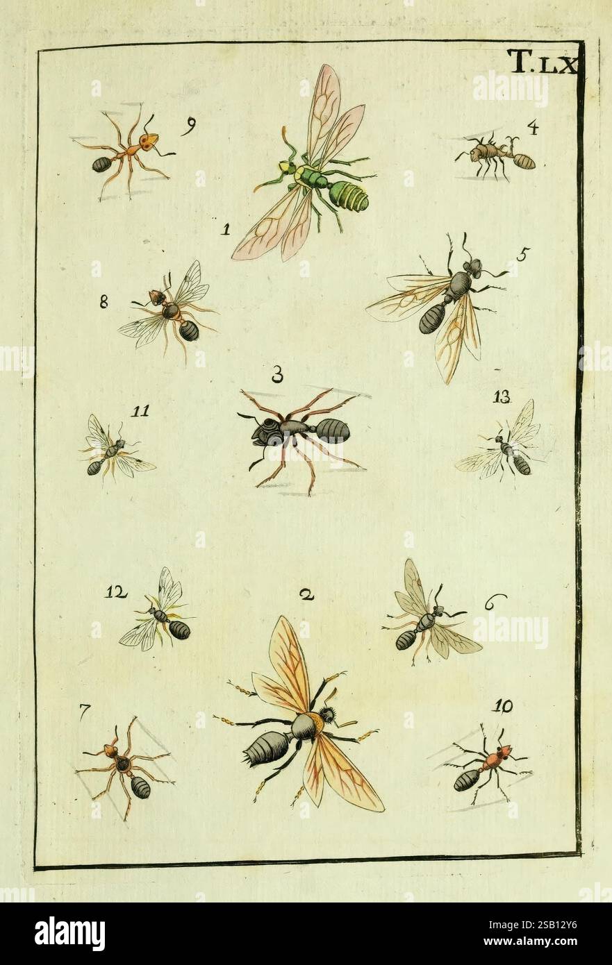Naturgeschichte Klassification und Nomenclatur der Insekten vom Bienen, Wespen und Ameisengeschlecht, Frankfurt am Main, in der Hermannischen Buchhandlung, 1791. Klassifizierung, Earlyworks Hymenoptera, Insekten, Bildwerke, die Illustration zeigt eine Sammlung verschiedener Insekten in einem Gitterformat organisiert. Oben ist eine große Wespe neben mehreren kleineren Fliegen und Ameisen abgebildet, die ihre unterschiedlichen Körperstrukturen und Flügelformationen zeigen. Jedes Insekt ist als Referenz nummeriert, wobei die anatomischen Merkmale, wie Antennen und Beinsegmente, detailliert berücksichtigt werden. Die Komposition Hi Stockfoto