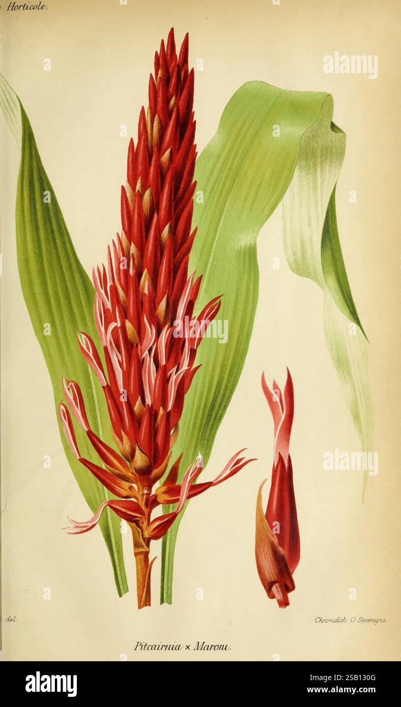 Revue, Horticole, Paris, Librairie, Agricole, de la maison rustique, 1829-1974, Frankreich, Gartenbau, Zeitschriften, Taxonomie: binomial = Pitcairnia maroni, das Kunstwerk zeigt eine auffällige Darstellung der Pitcairnia x Maroni Pflanze, die ihre leuchtend rote Blütenstände mit langen Blumenspitzen zeigt. Die Blumen sind detailreich und weisen eine Reihe von Rottönen und zarten Blütenblättern auf, die sich nach außen erstrecken. Neben der Hauptgruppe wird eine blühende Blume dargestellt, die ihr Potenzial für die Blüte unterstreicht. Flankieren die Blumenarrangements mit breiten, sattgrünen Blättern Stockfoto