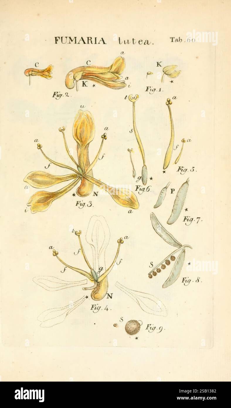 Illustratio systematis sexualis, Linnaeani, Francofurti ad Moenum, Varrentrapp et Wenner, 1789, Pflanzen, Klassifizierung, Linné, The New York Botanical Garden, Pictorial Works, Carl von, Pseudo fumaria lutea, eine illustrierte botanische Platte mit Fumaria lutea, die verschiedene detaillierte Diagramme der Blumen und Fortpflanzungsstrukturen der Pflanze zeigt. Jede Komponente ist mit Buchstaben und Zahlen gekennzeichnet, die auf bestimmte Merkmale wie Blütenblätter, Staubblätter und den Ovar hinweisen. Im Mittelpunkt steht die einzigartige Morphologie der Blüten, mit Schwerpunkt auf ihrer zarten Form und Anordnung. Surroundi Stockfoto