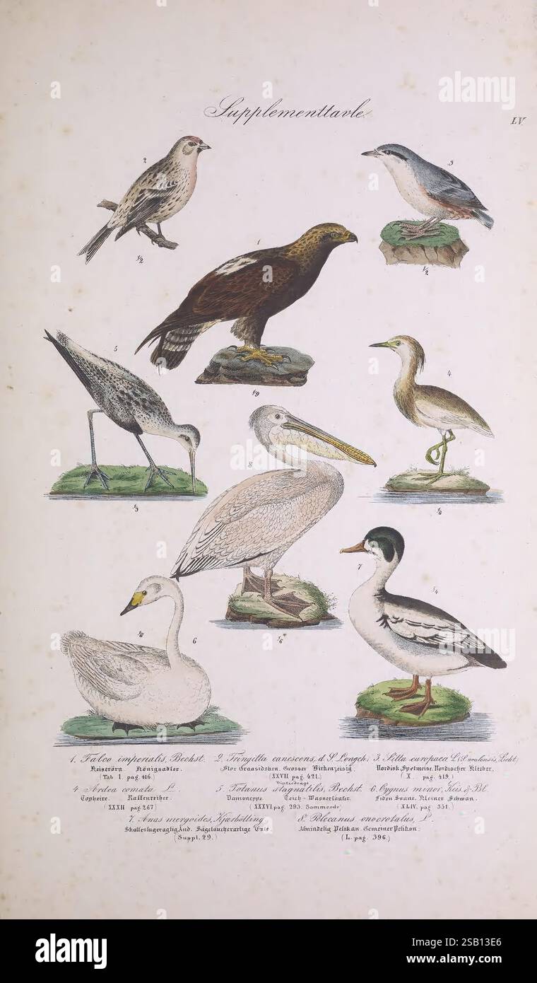 Skandinaviens Fugle, Kjøbenhavn, L.A. Jørgensen, 1875-1879, Birds, dänemark, island, grönland, skandinavien, sitta europaea, Holznuthatch, Pelecanus onocrotalus, großer weißer Pelikan, Mergellus albellus, smew, aquila heliaca, cygnus bewickii, Ardeola ralloides, tringa stagnatilis, Sumpf-Sandpiper, Squackreiher, östlicher Kaiseradler, bewicks Schwan, Akanthis Hornemanni, Hornemanni, Hornröhrenadler, eine Sammlung kunstvoll illustrierter Vögel, die jeweils in natürlicher Pose auf felsigem Boden dargestellt werden. In der oberen Reihe gibt es eine Vielzahl von Arten: Einen kleinen braunen Vogel mit gesprenkeltem Gefieder, einen Raubvogel mit starkem Stockfoto