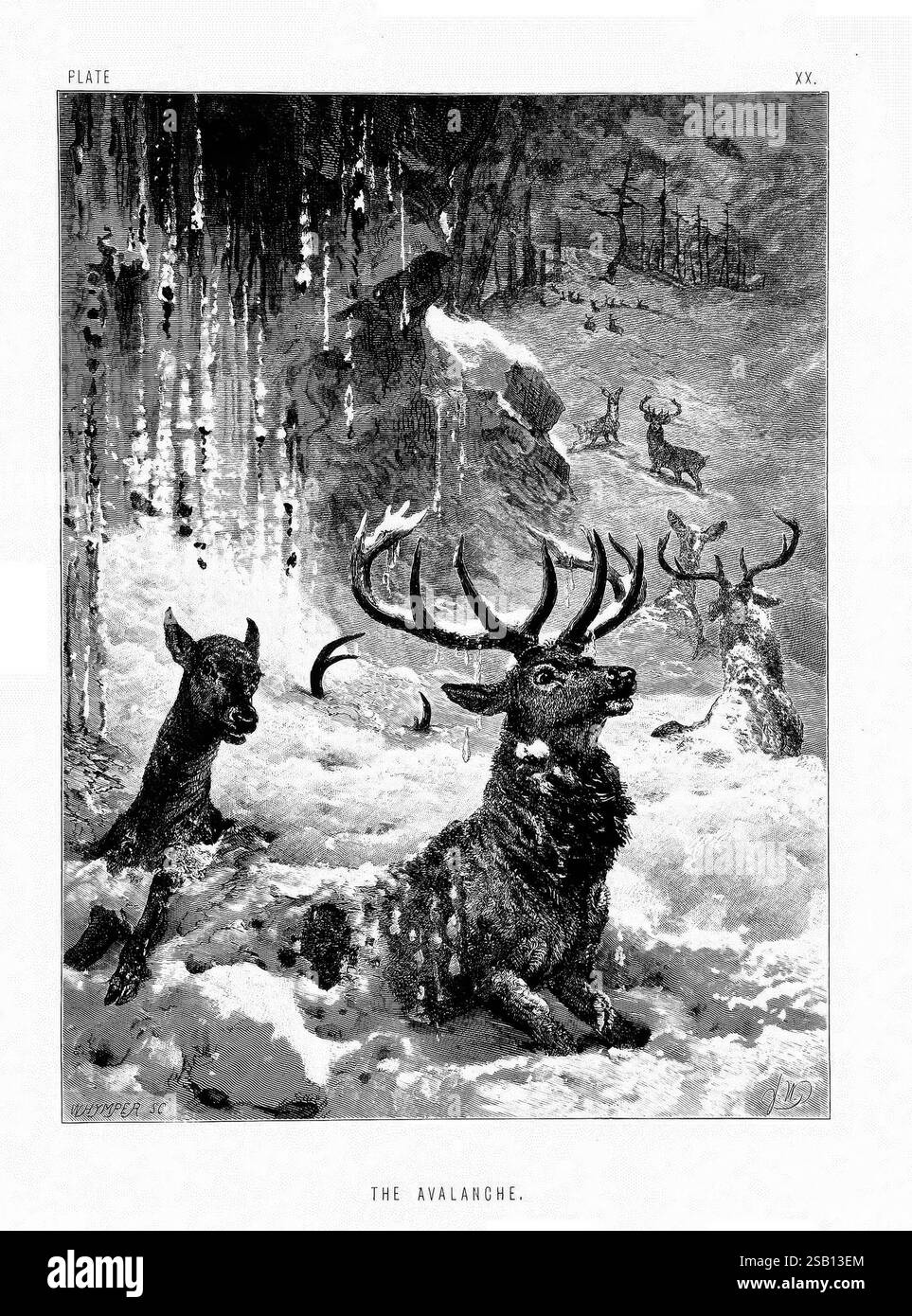 Das Leben und die Gewohnheiten wilder Tiere, London, A. Macmillan, 1874, Vögel, Verhalten Tierverhalten, die Szene zeigt einen dramatischen Moment in einer verschneiten Landschaft, in dem eine Gruppe Hirsche nach einer Lawine gefangen wird. Im Vordergrund wird ein erschreckter Hirsch mit beeindruckenden Geweihen teilweise vom Schnee belastet, während ein Rehkitz daneben Schutz sucht. Im Hintergrund bewegen sich mehr Hirsche durch das tückische, schneebedeckte Gelände, was ein Gefühl von Dringlichkeit und Gefahr hervorhebt. Hoch aufragende Bäume sind in Schnee gehüllt, mit Anklängen an eine gnadenlose Bergkulisse, die betont wird Stockfoto