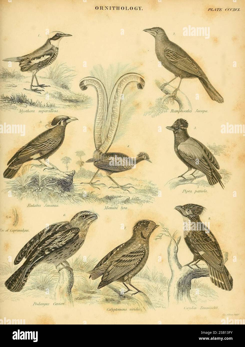 An, Einführung, zu, natürlich, Geschichte, of, Birds, Dublin, Adam, und Charles, Black, 1839, Birds, diese Illustration zeigt eine Sammlung verschiedener Vogelarten, die sorgfältig angeordnet und beschriftet sind. Oben in der Mitte befindet sich ein markantes Bild einer blühenden Pflanze, elegant unter den Vögeln. Rund um die Pflanze befinden sich acht verschiedene Vogeldarstellungen, die jeweils ihre einzigartigen Merkmale und Eigenschaften zeigen. Die dargestellten Arten umfassen eine Mischung aus Singvögeln und anderen Arten mit komplizierten Details in ihrem Gefieder und ihren Posen. Die Etiketten unter jedem Vogel geben t an Stockfoto